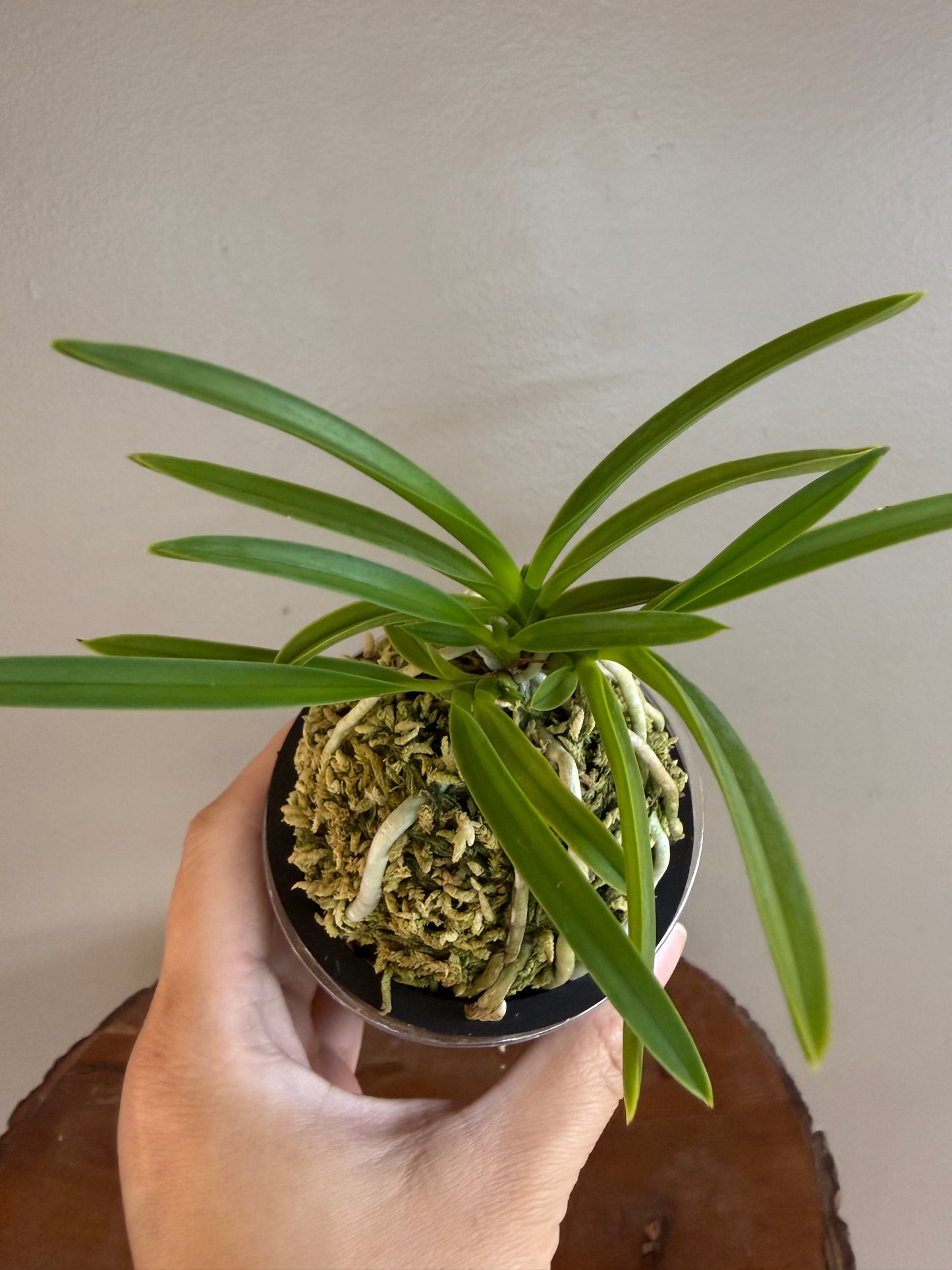 Neofinetia falcata 京美人 Kyobijin