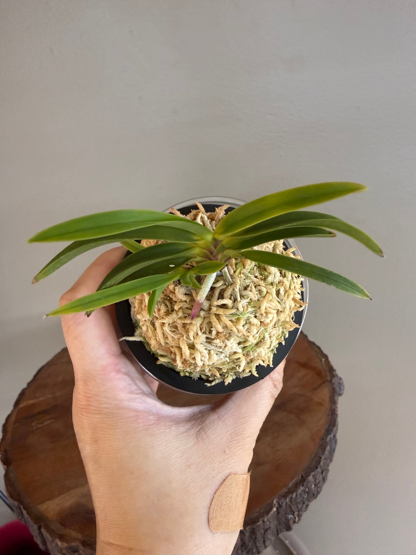 Neofinetia falcata Shingetsu 真月