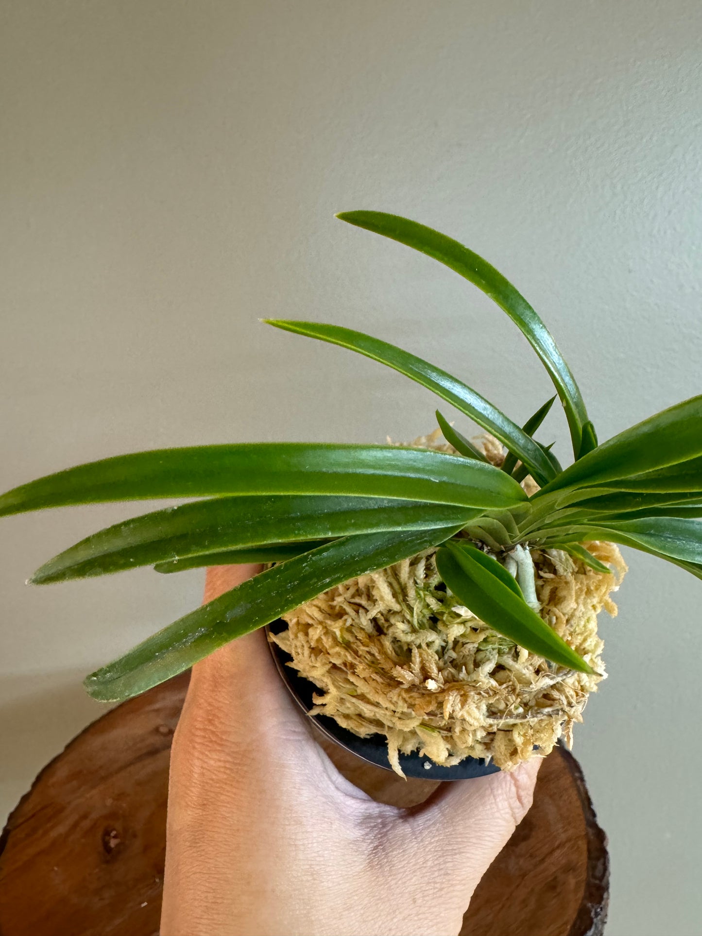 Neofinetia falcata Konpeki 紺碧