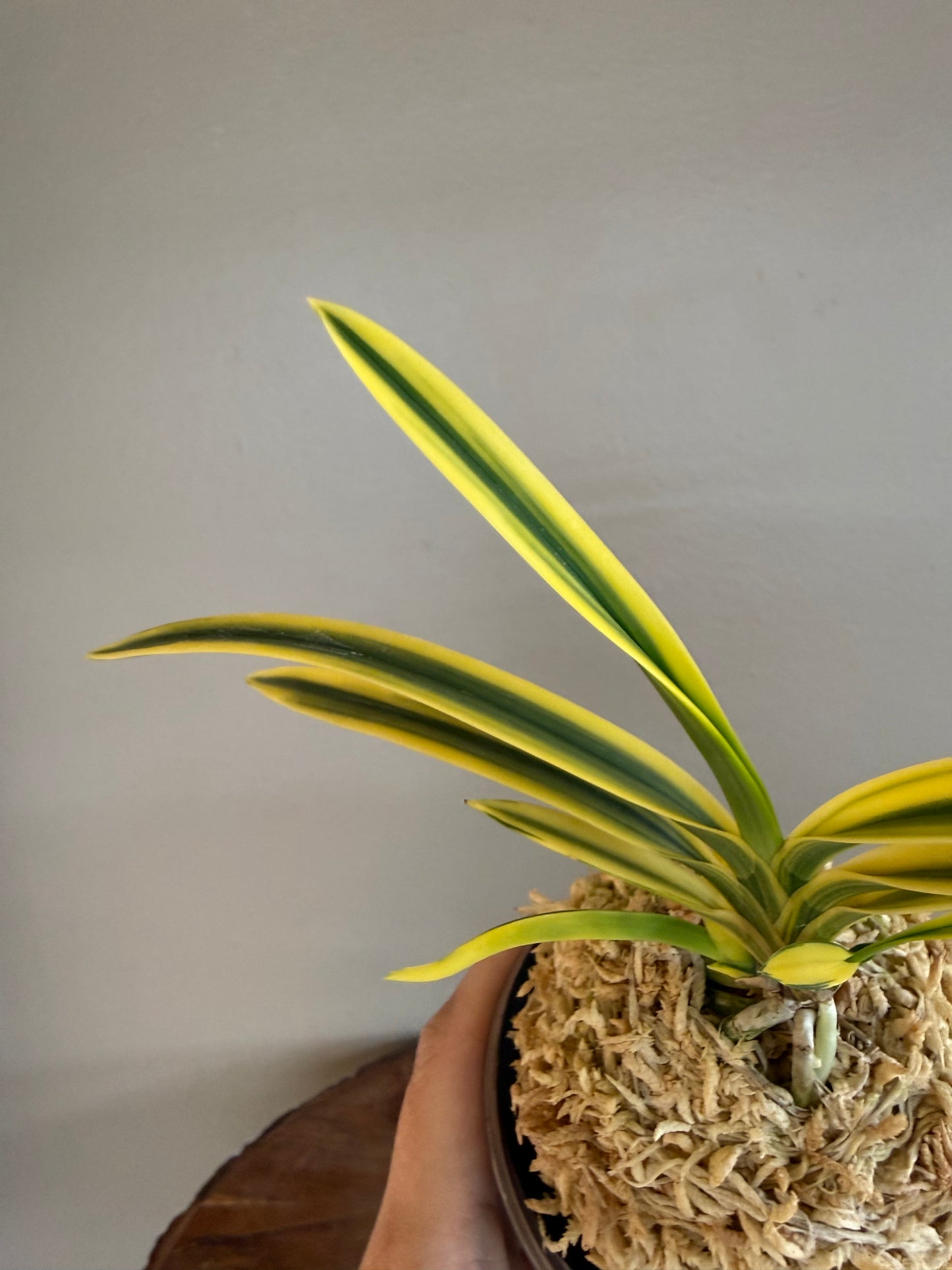 Neofinetia falcata Suihou 翠宝