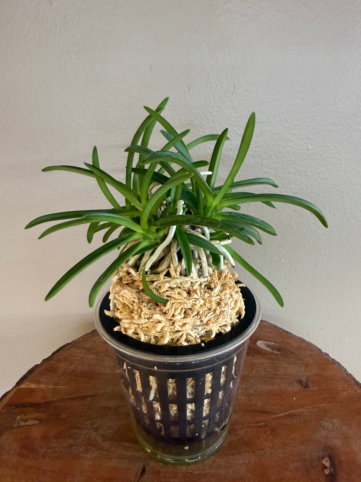 Neofinetia falcata Kishu Ryokufu 紀州綠風