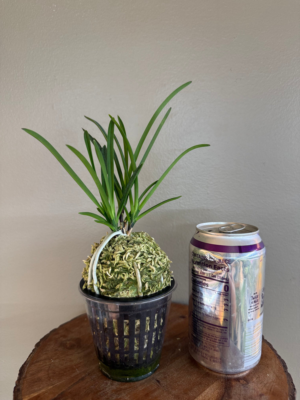 Neofinetia falcata Hisui 翡翠