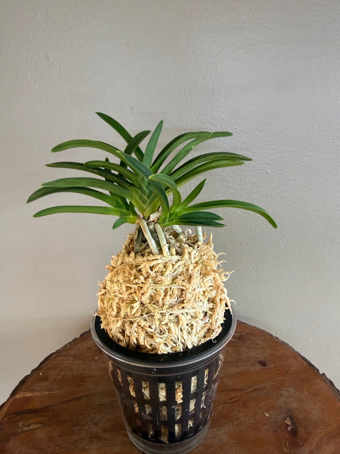 Neofinetia falcata Suminagashi 墨流