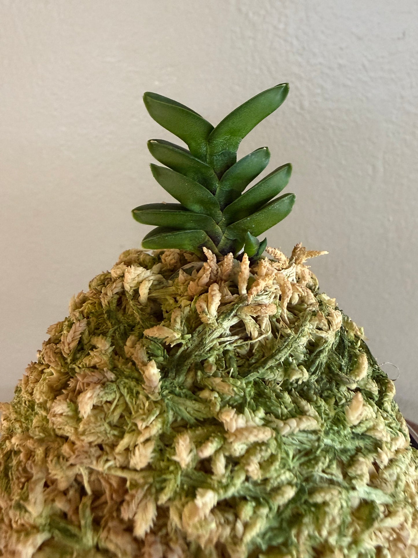 Neofinetia falcata Bulihwan 不二丸