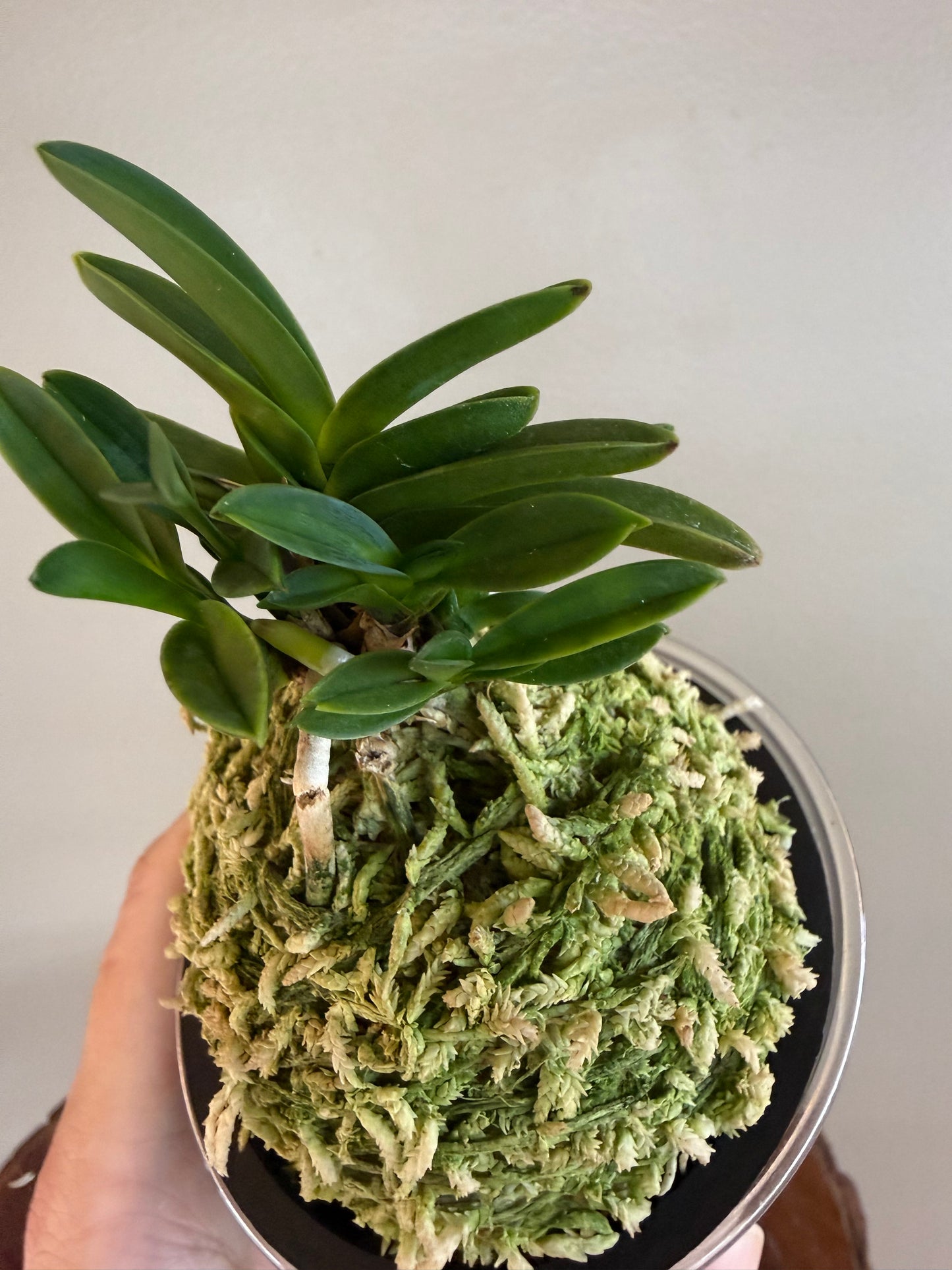 Neofinetia falcata Tamakongo 玉金剛