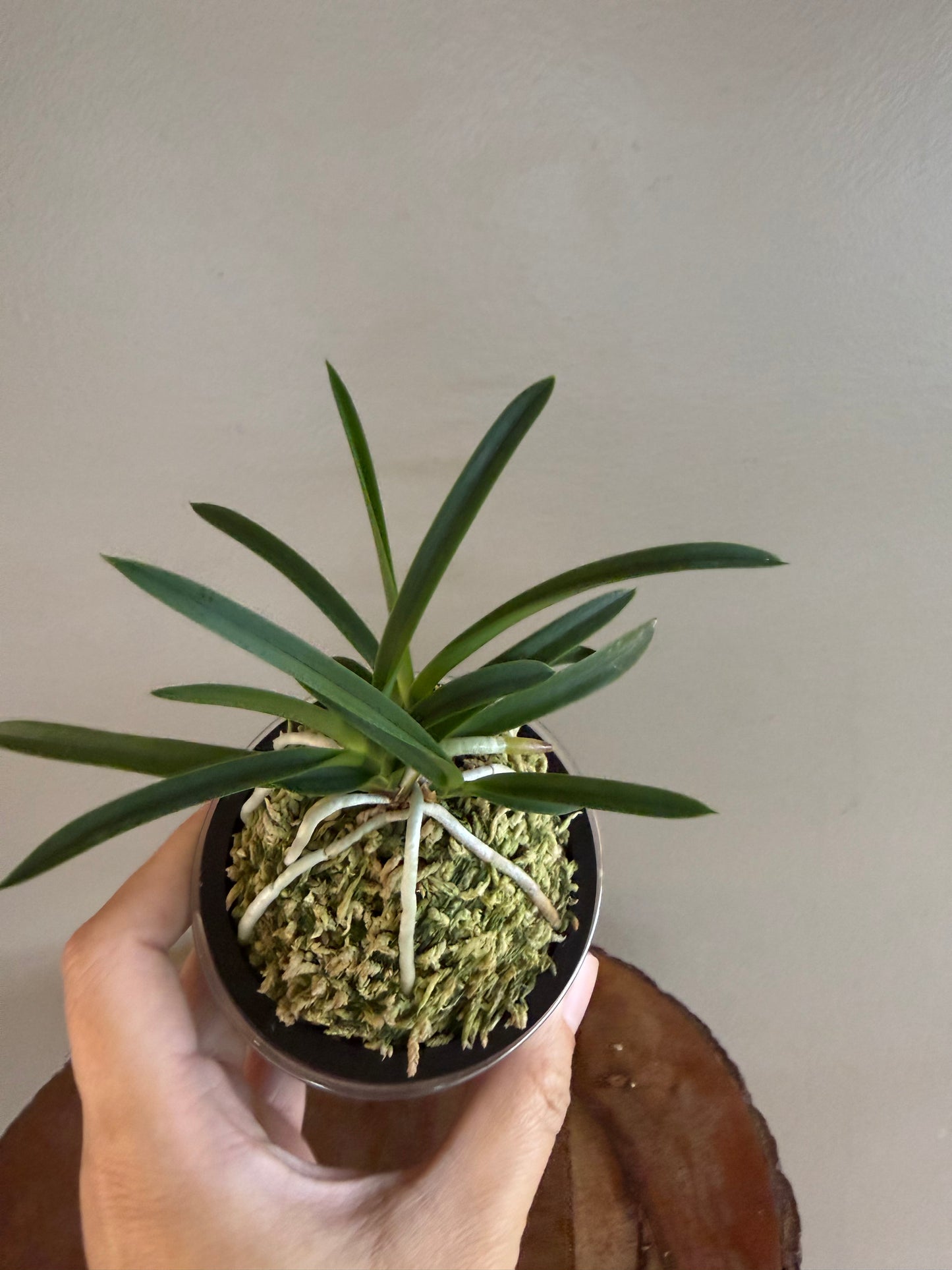 Neofinetia falcata Honggang 紅綱