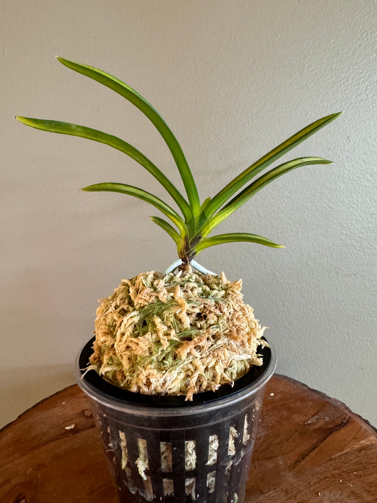 Neofinetia falcata Akebono 曙