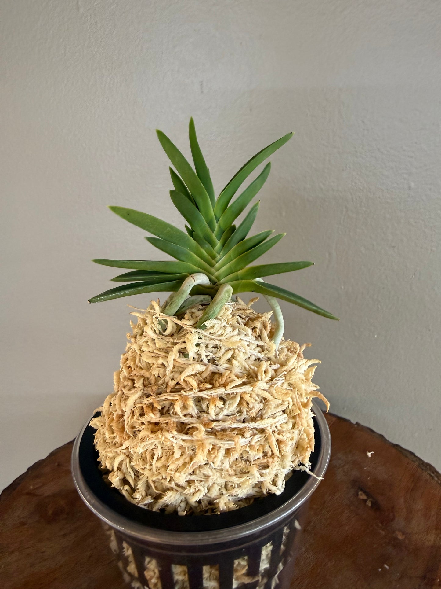 Neofinetia falcata Tensenrui 天蟾類