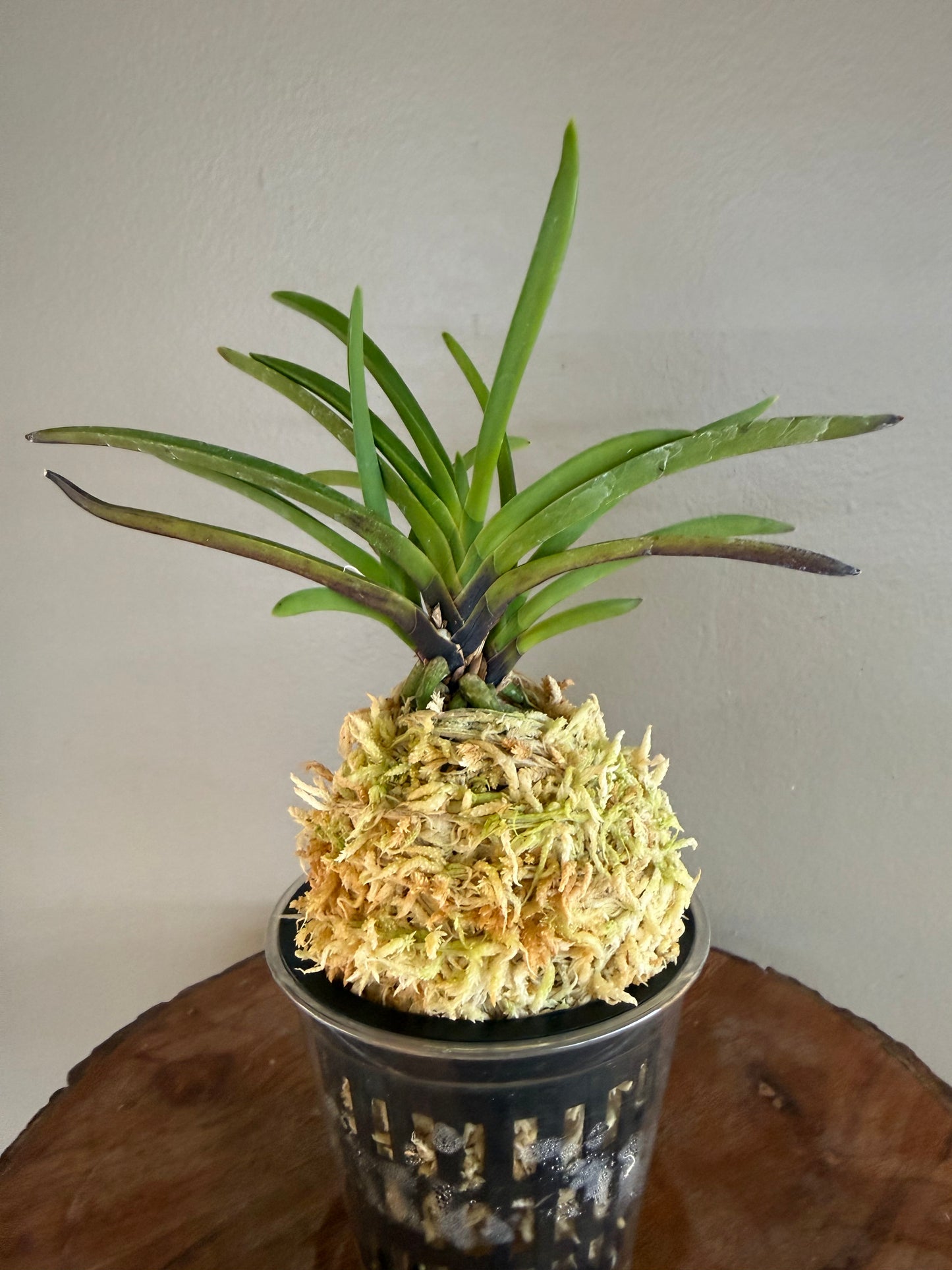 Neofinetia falcata Shutenno 朱天王