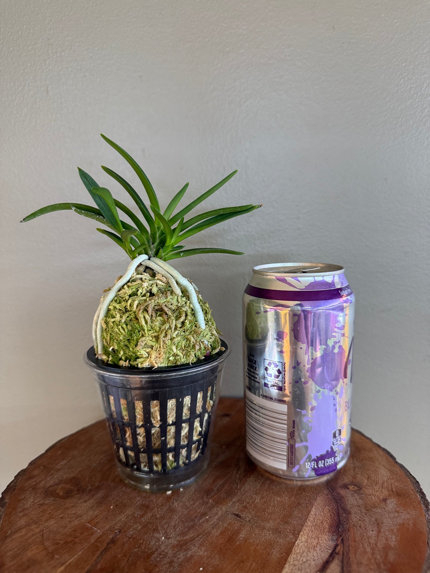 Neofinetia falcata Mangekyo 万華境