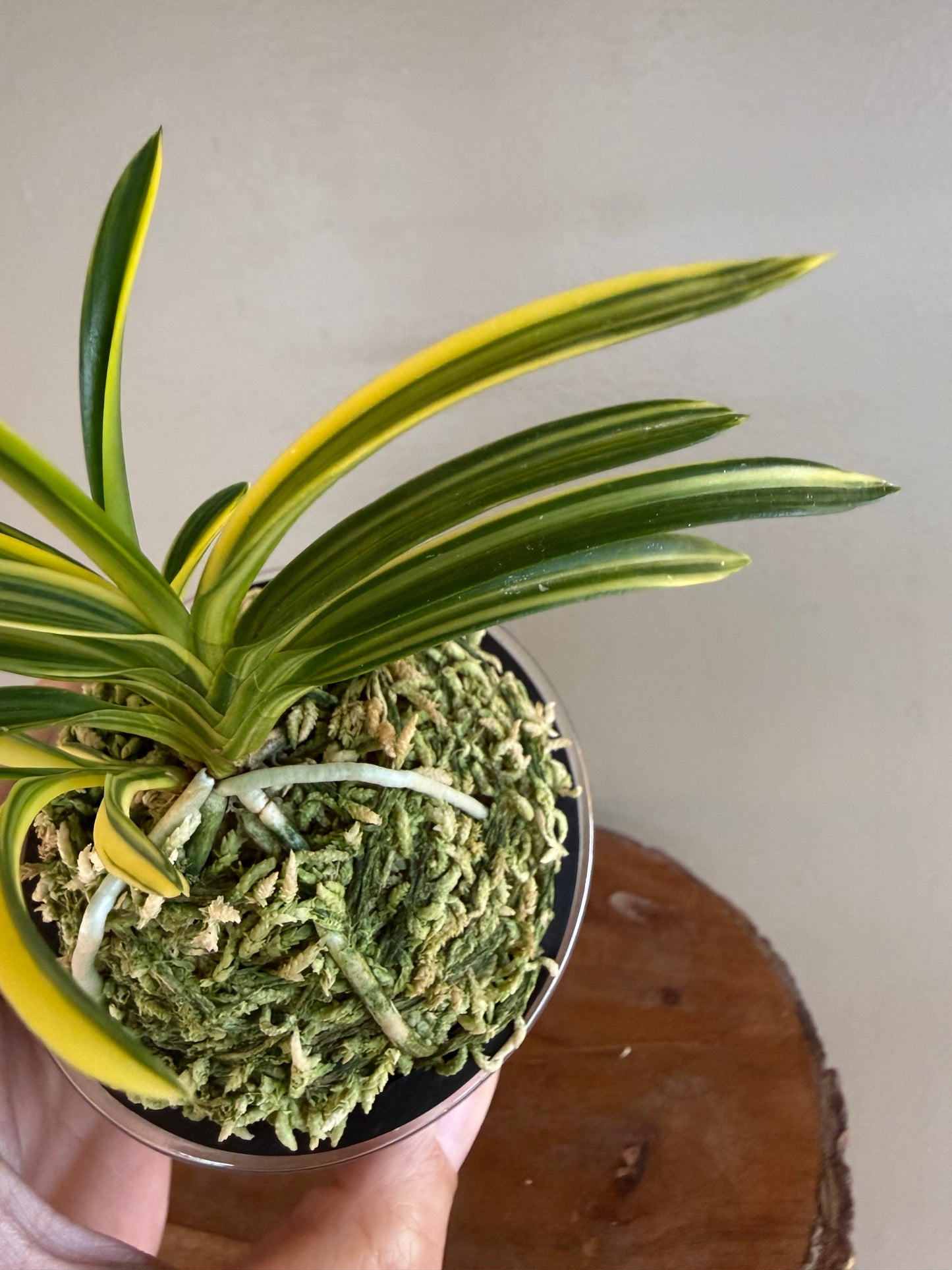 Neofinetia falcata Seio Nishiki 青王錦