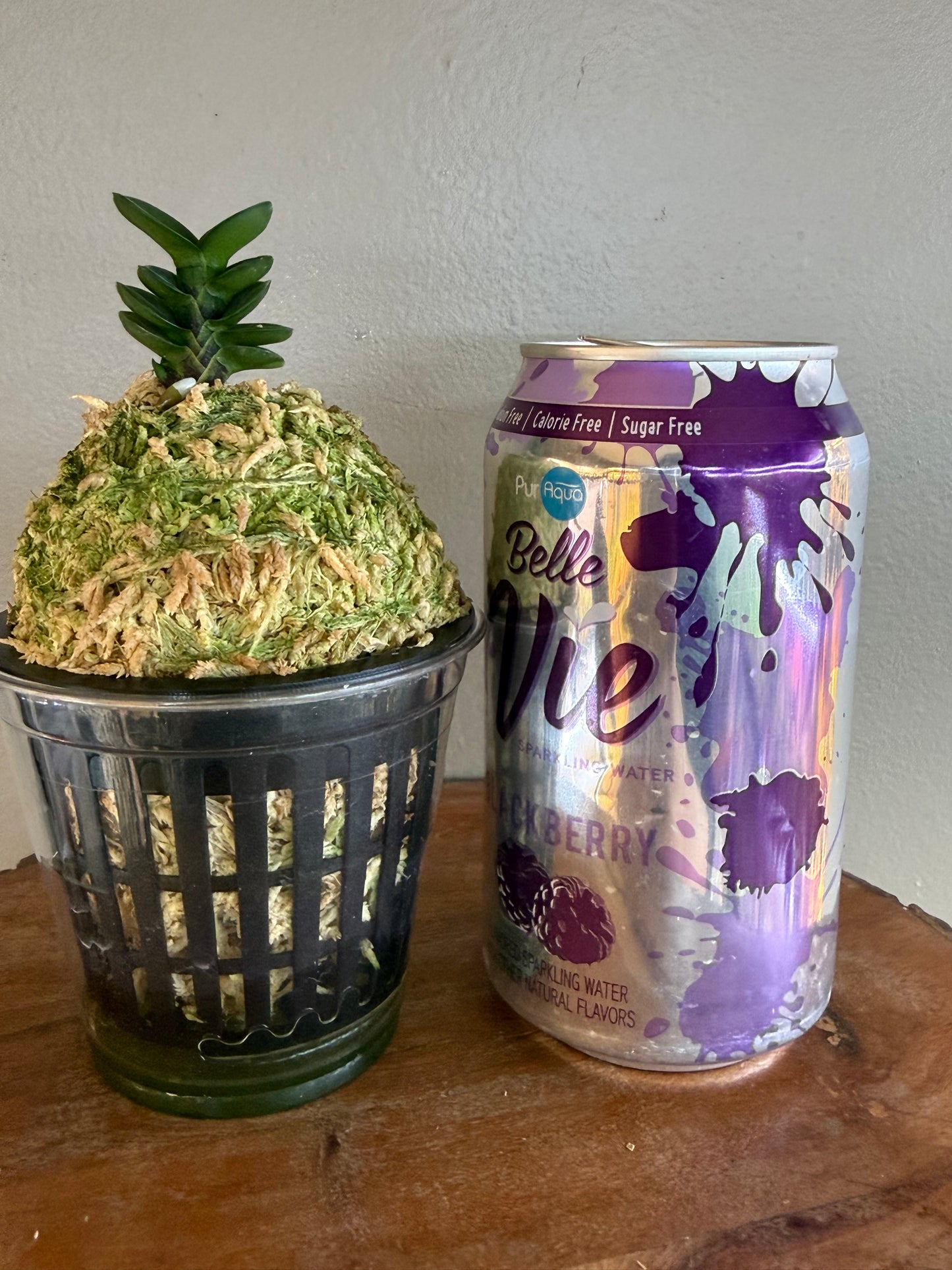 Neofinetia falcata Bulihwan 不二丸