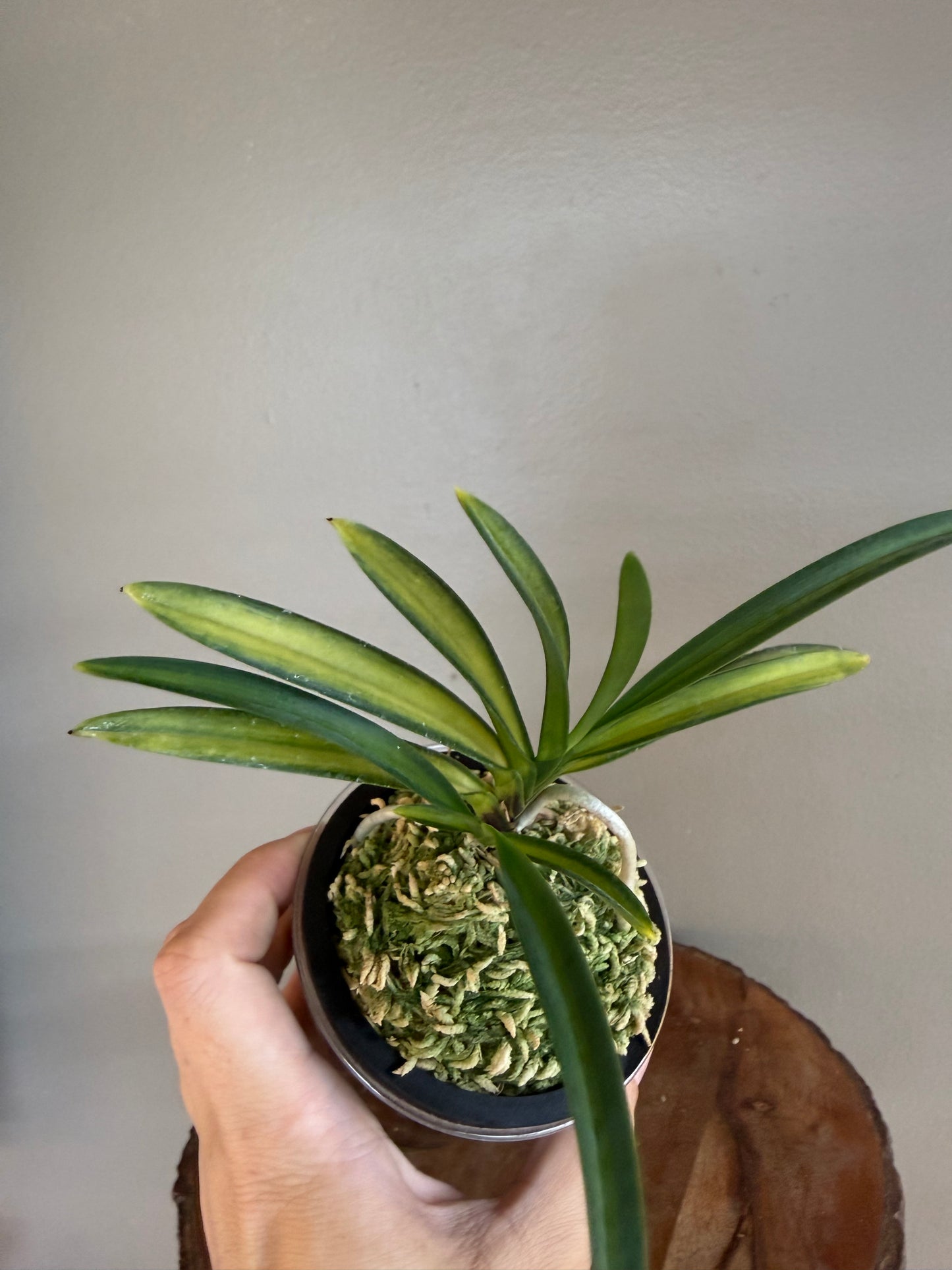 Neofinetia falcata Akebono 曙