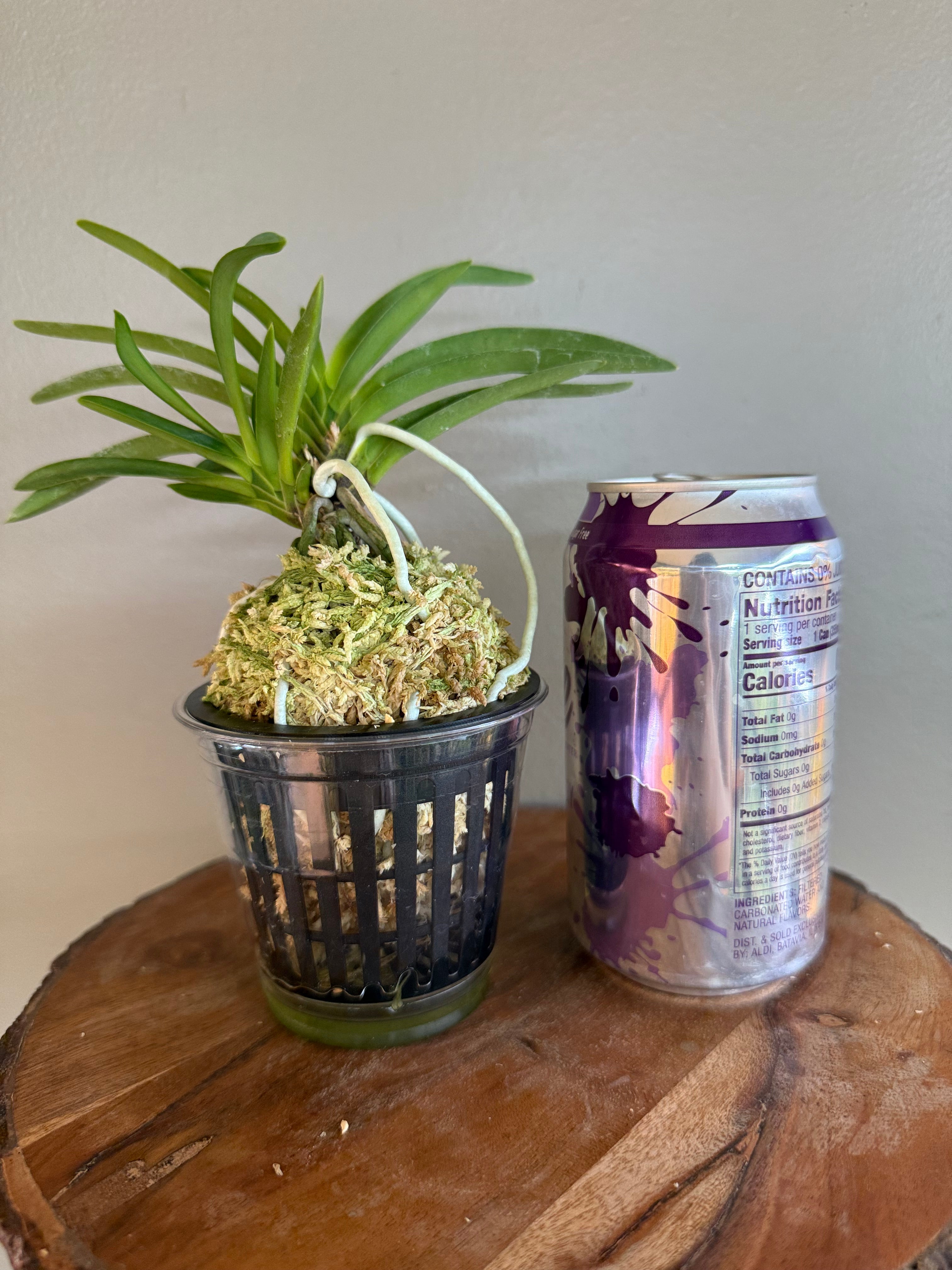 Neofinetia falcata Hanamatsuri 花祭 – Helen's Orchid House