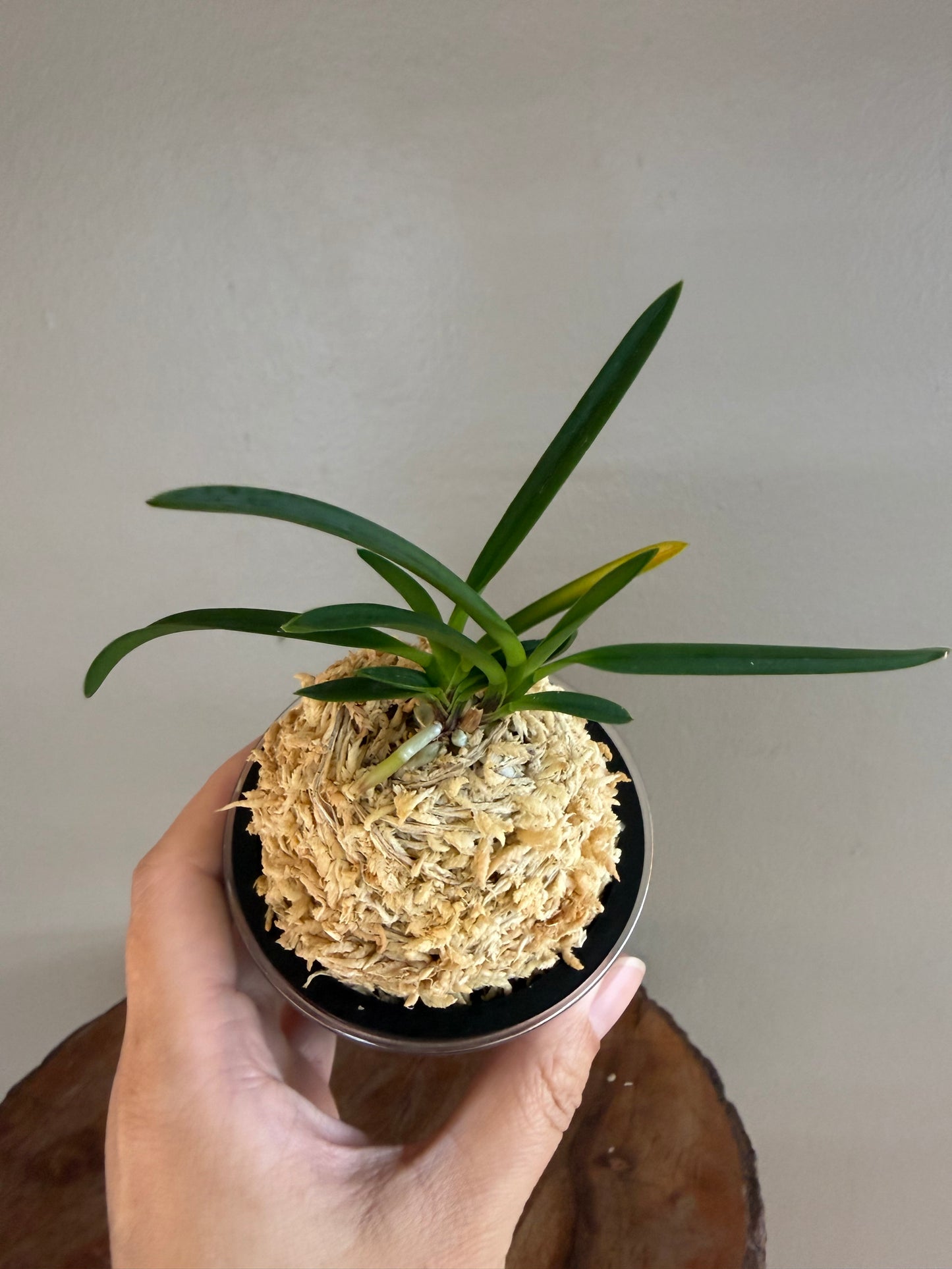 Neofinetia falcata Benitengu 紅天狗