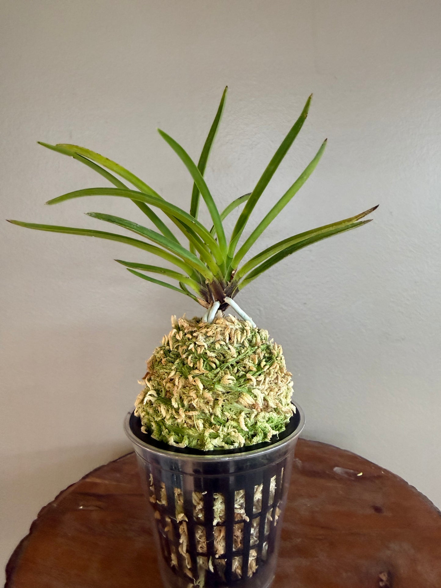 Neofinetia falcata Shunkyuden 春及殿