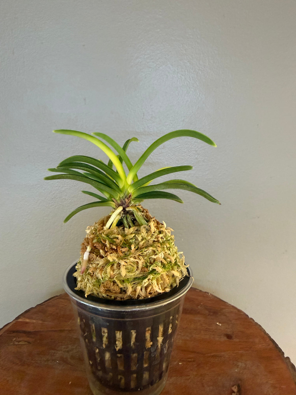 Neofinetia falcata Izumibotan 泉牡丹