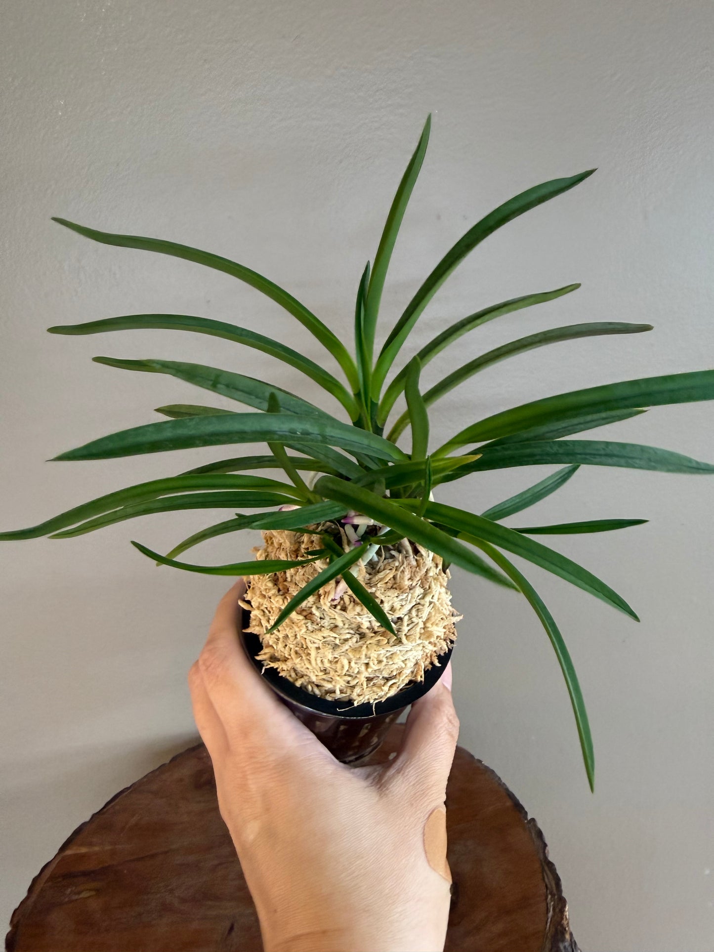 Neofinetia falcata Hokage 火影