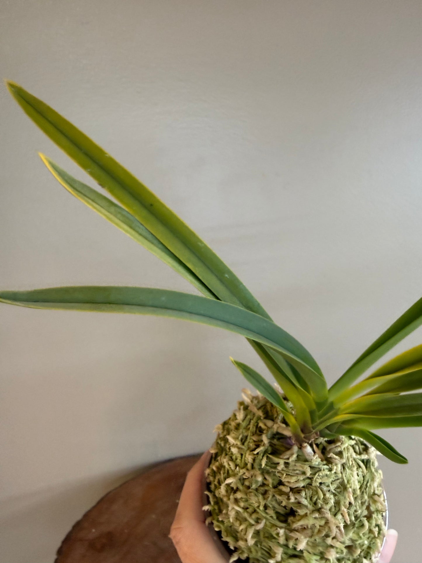 Neofinetia falcata Surugabotan 駿河牡丹
