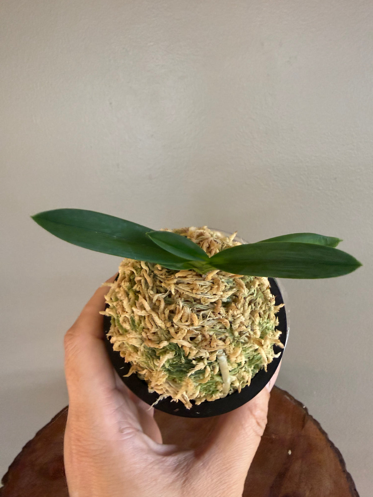 Neofinetia falcata Hongsojeong 紅㗛頂