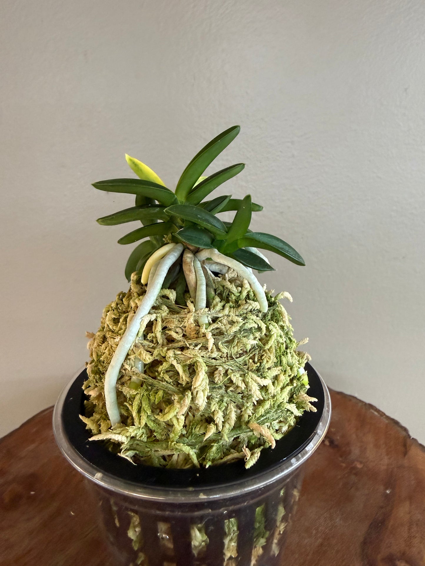 Neofinetia falcata Chwiwolho 翠月湖