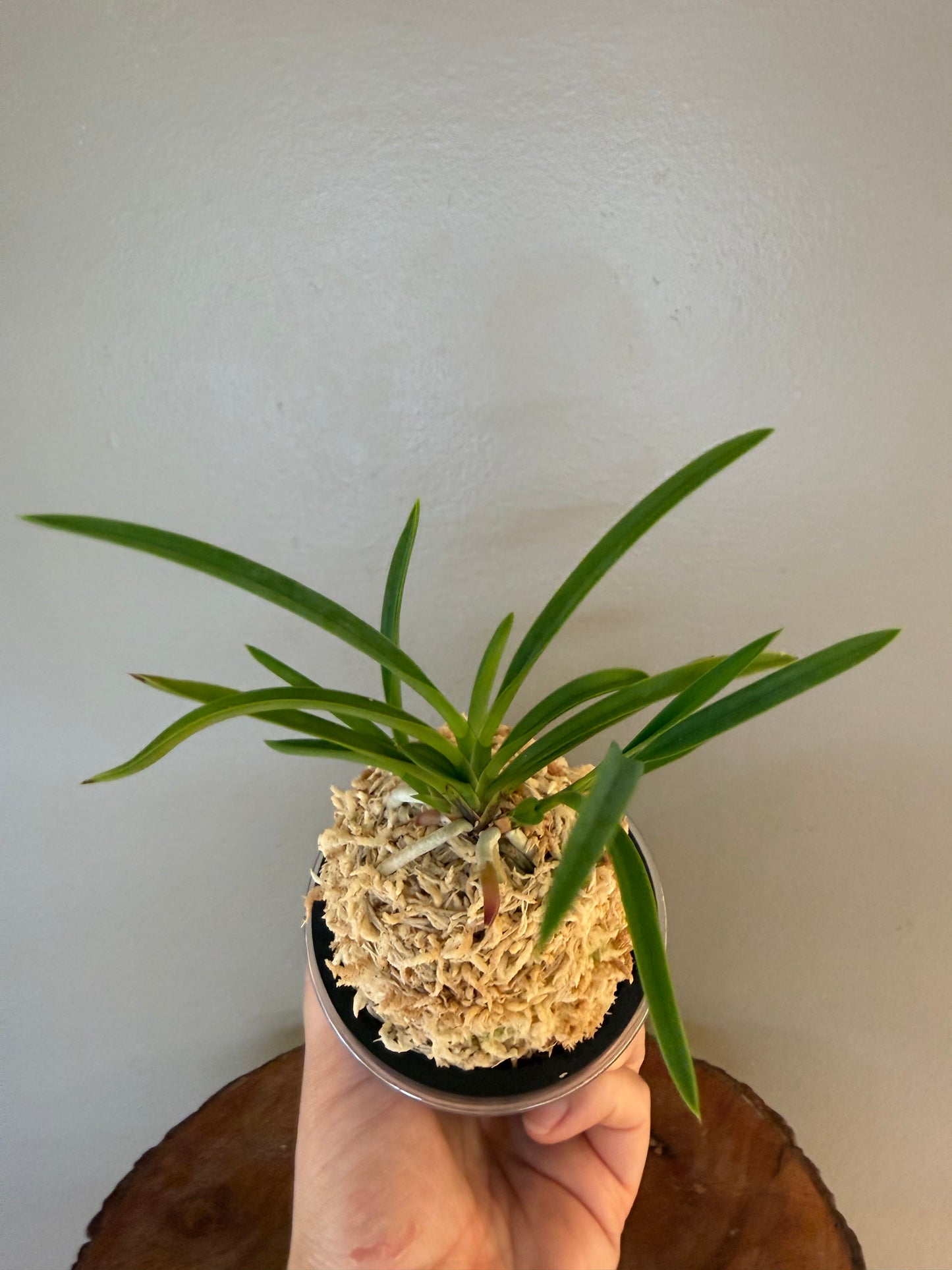 Neofinetia falcata Samwonhong 三元紅