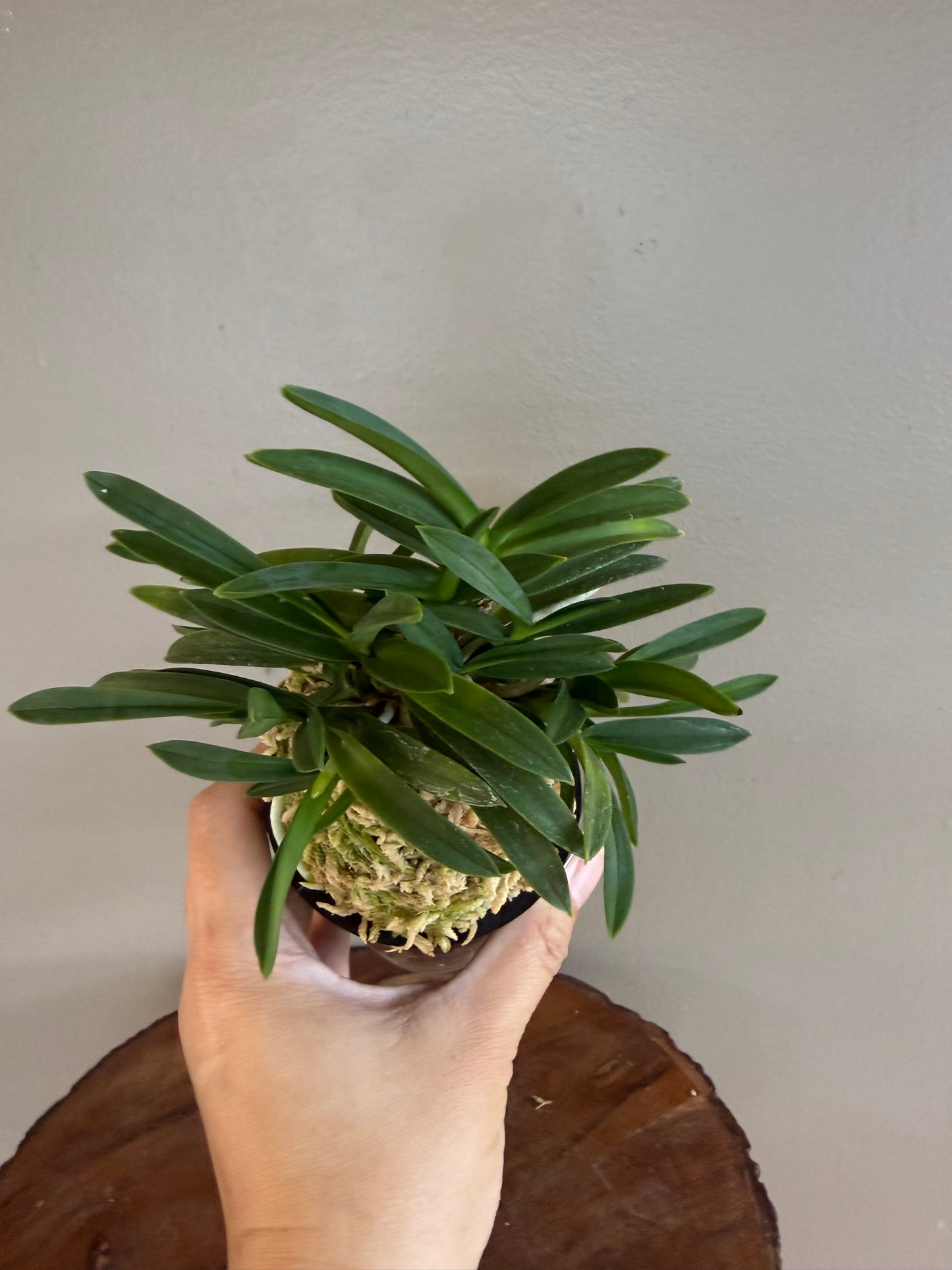 Neofinetia falcata Suisei 彗星