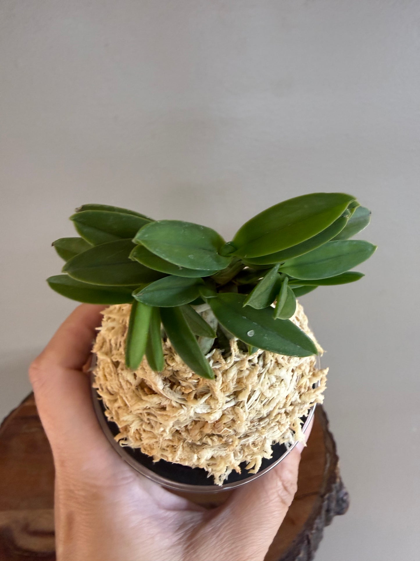 Neofinetia falcata Ryokuho 緑宝