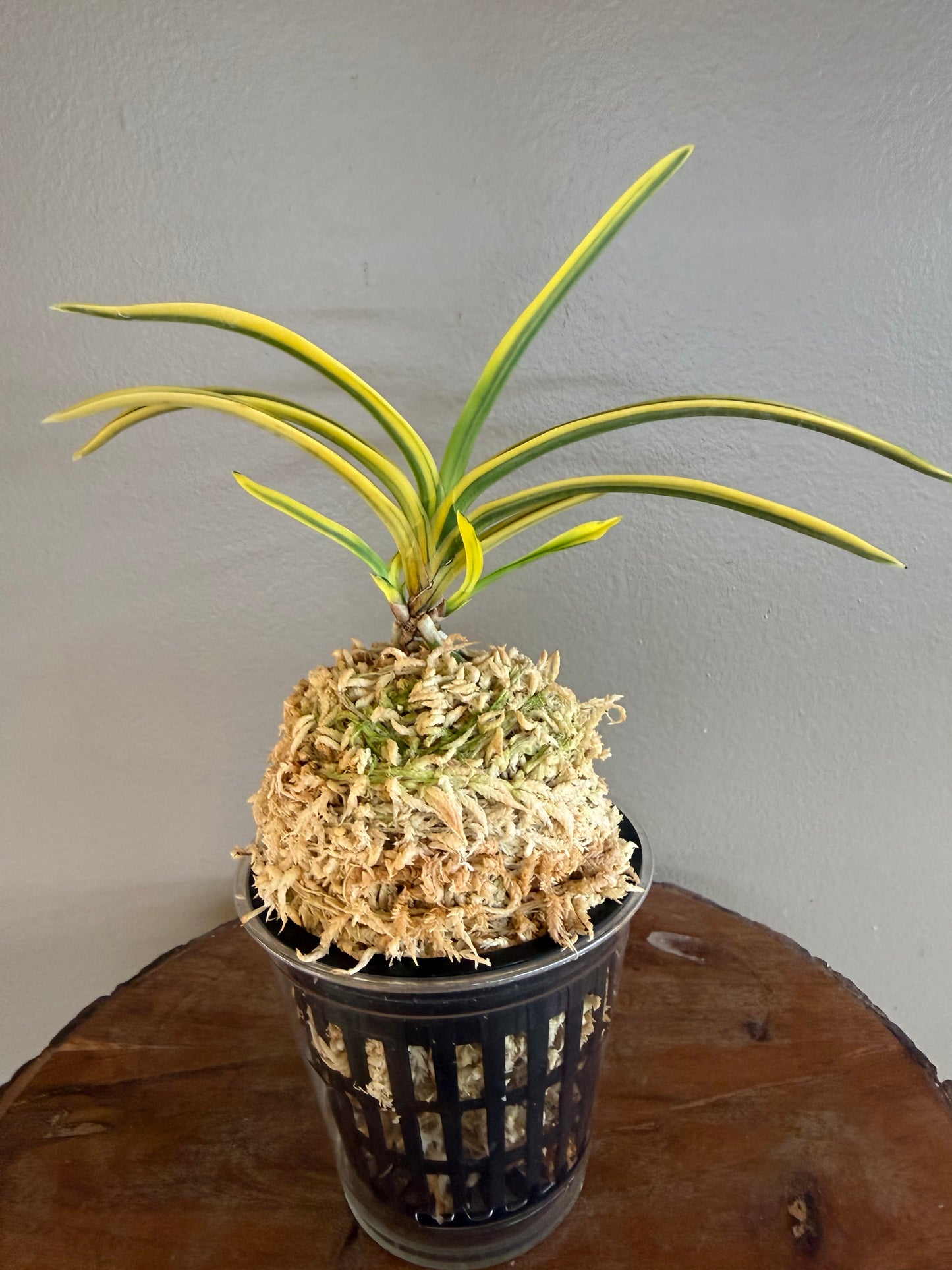 Neofinetia falcata Suihou 翠宝