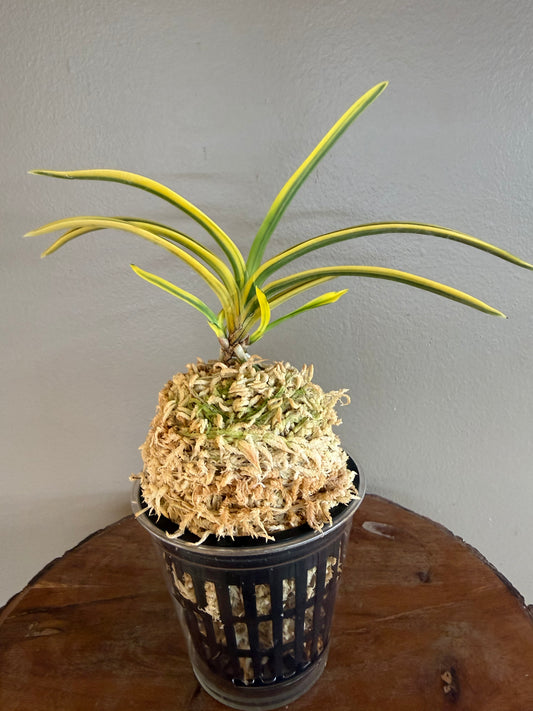 Neofinetia falcata Suihou 翠宝