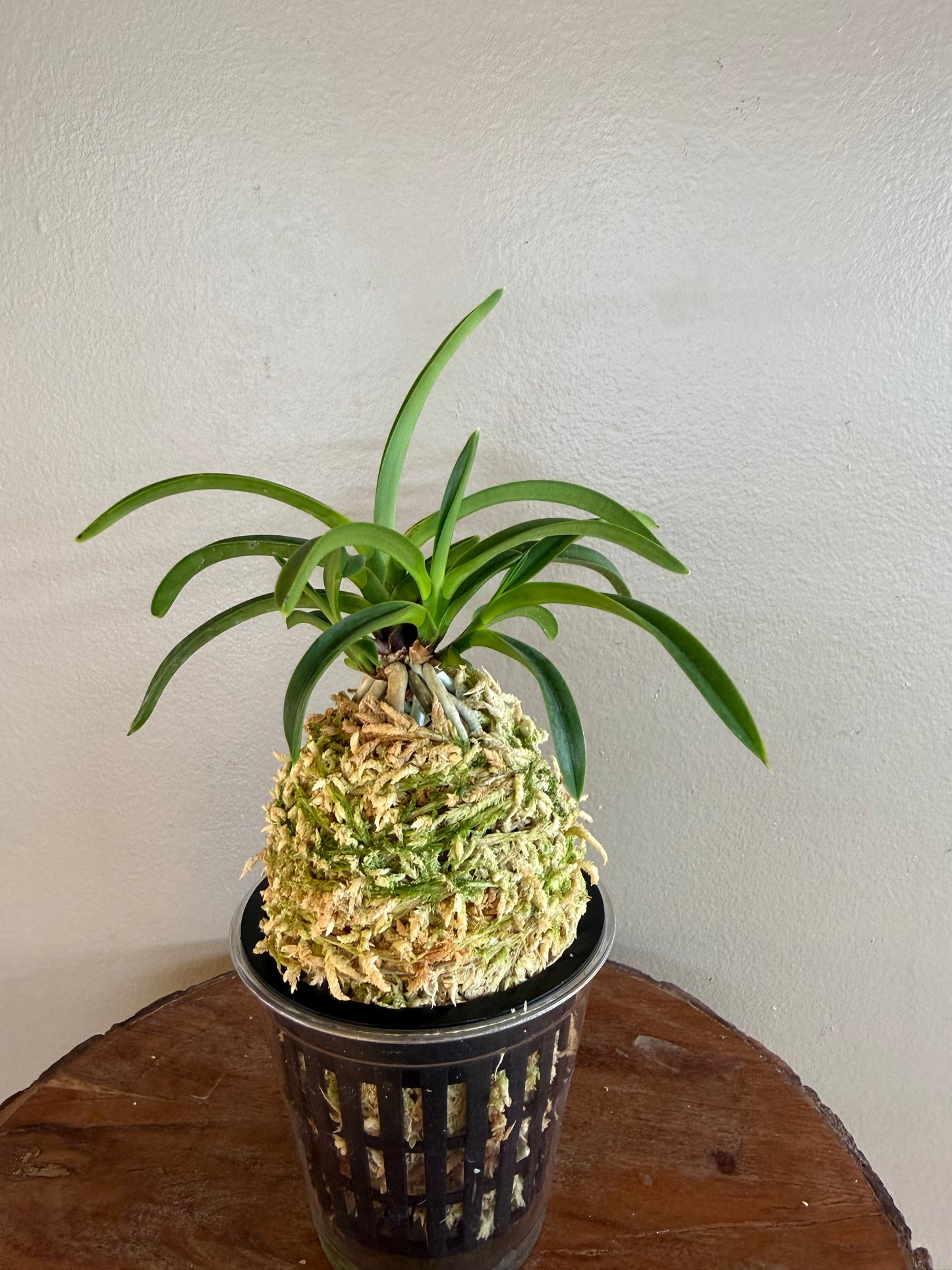 Neofinetia falcata Yamafubuki 山吹雪