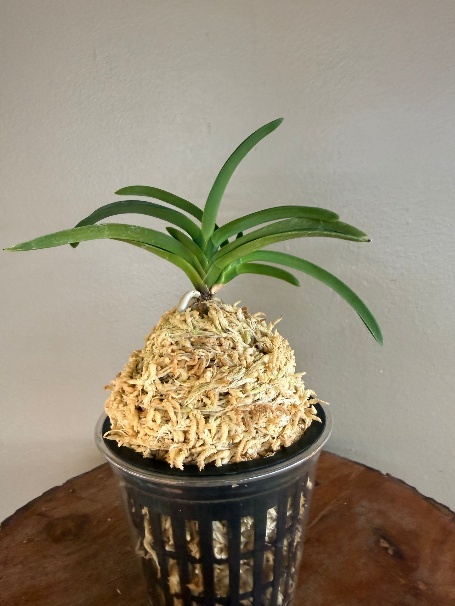 Neofinetia falcata Jangjahong 長紫紅