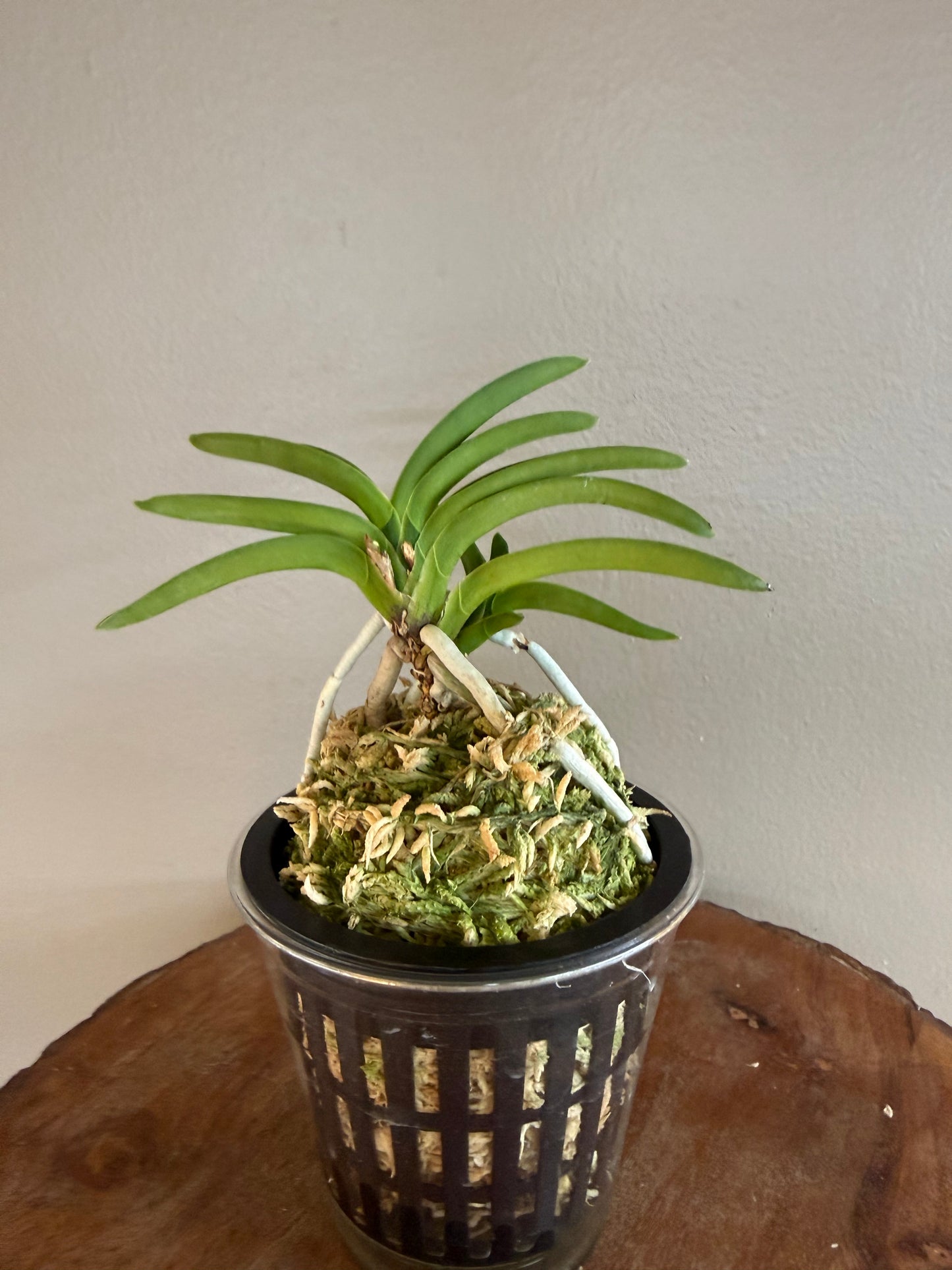 Neofinetia falcata Yokozuna 横綱