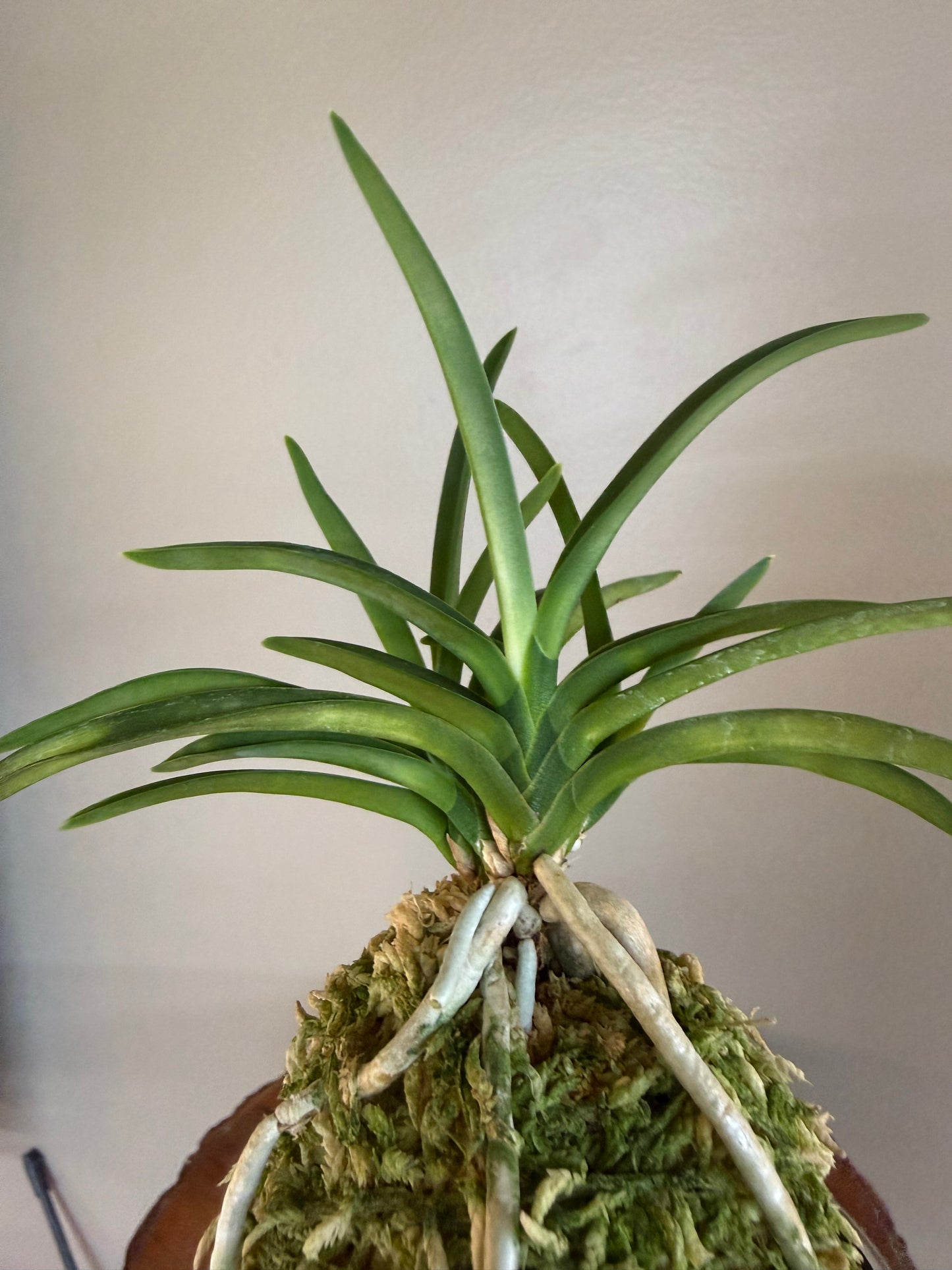 Neofinetia falcata Jitsugekko 日月光