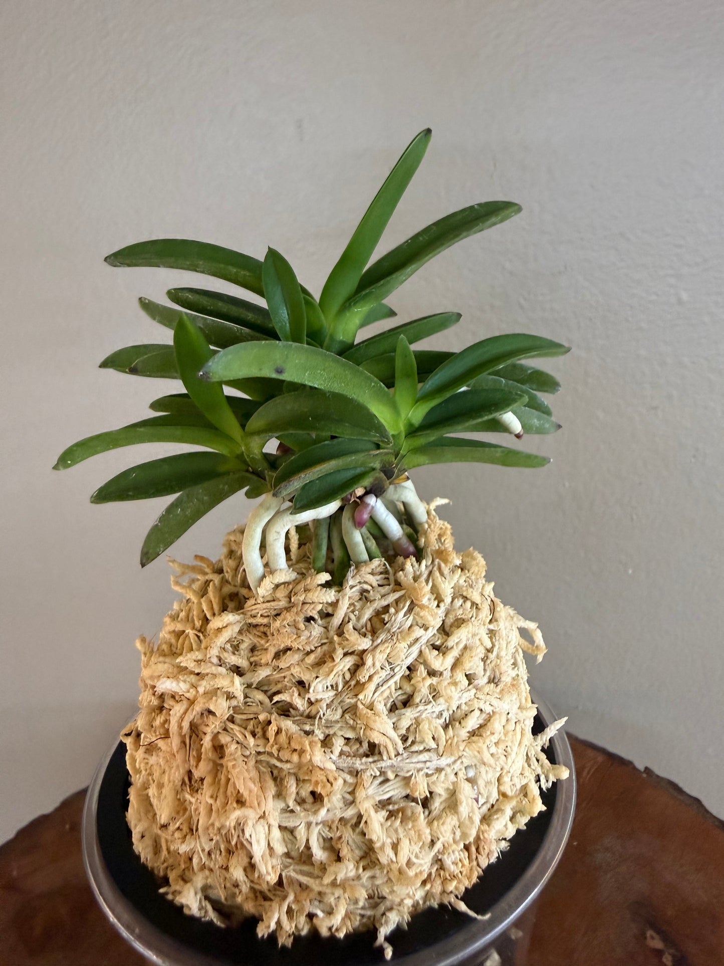 Neofinetia falcata Tamakongo 玉金剛