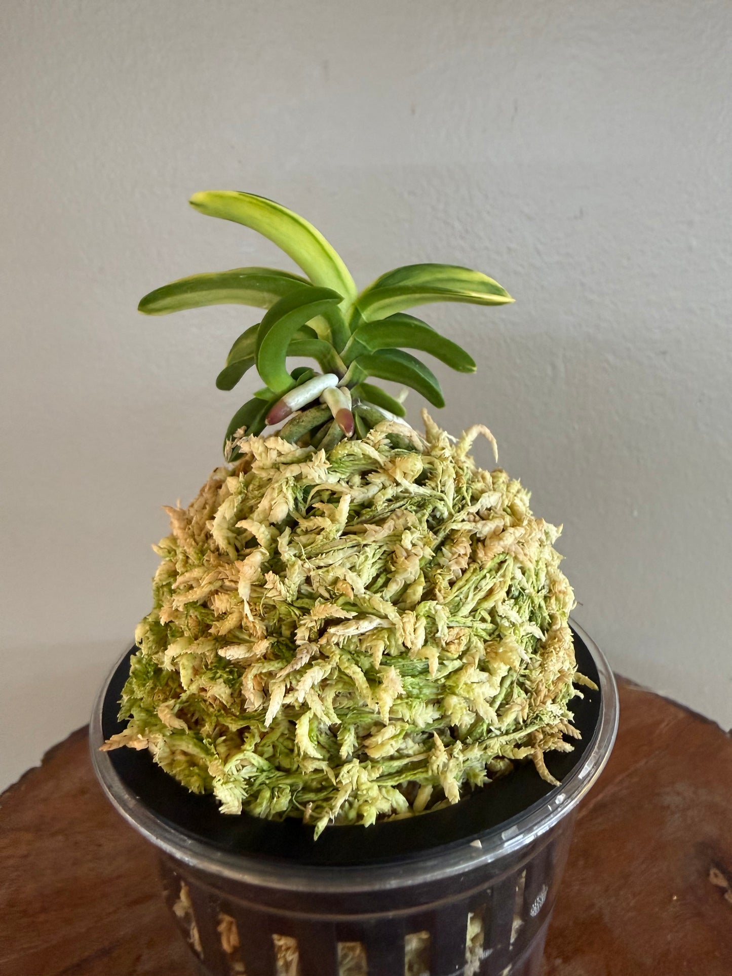 Neofinetia falcata Kakuozan 覚王山