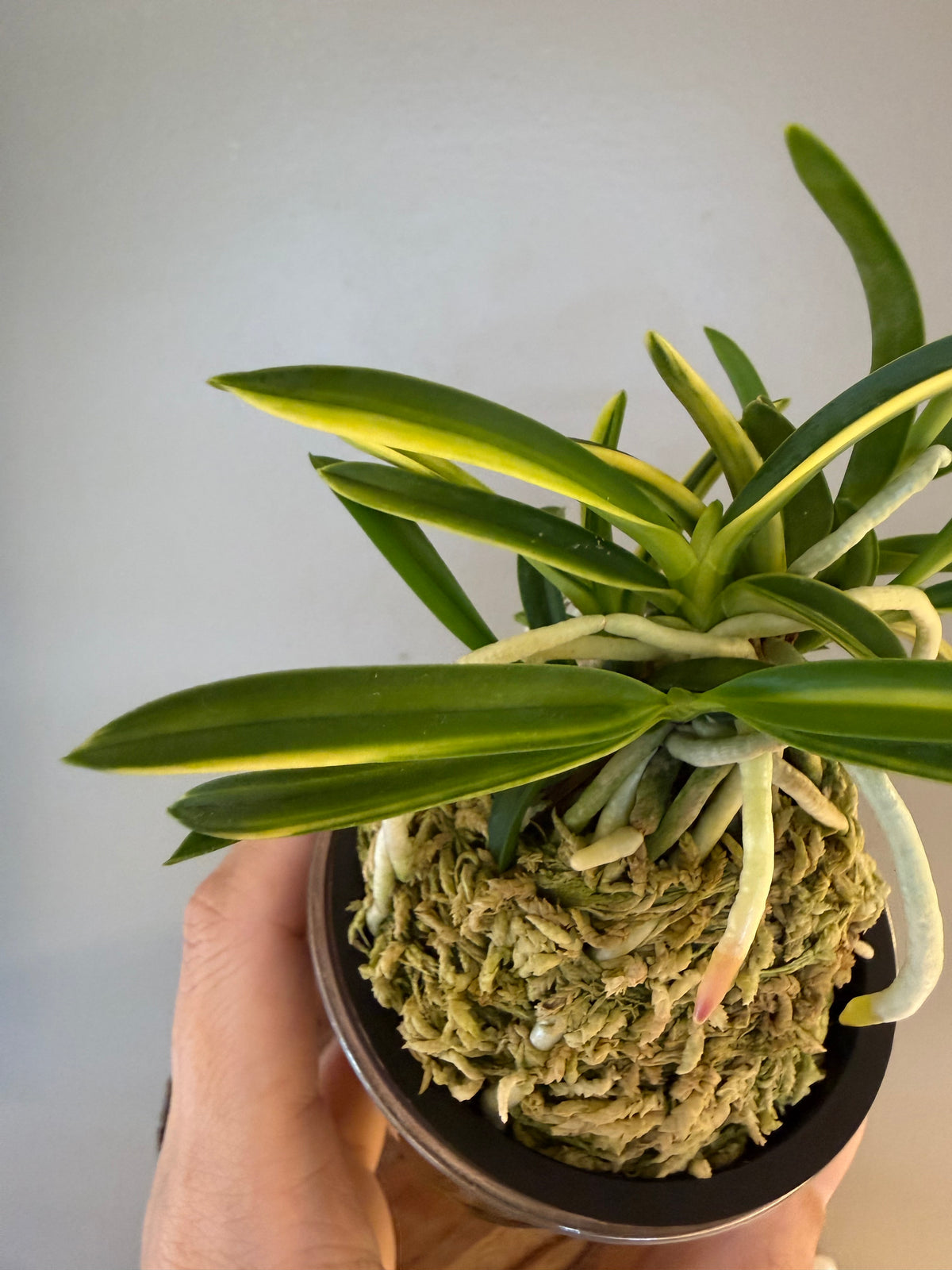 Neofinetia falcata Fugaku 富嶽