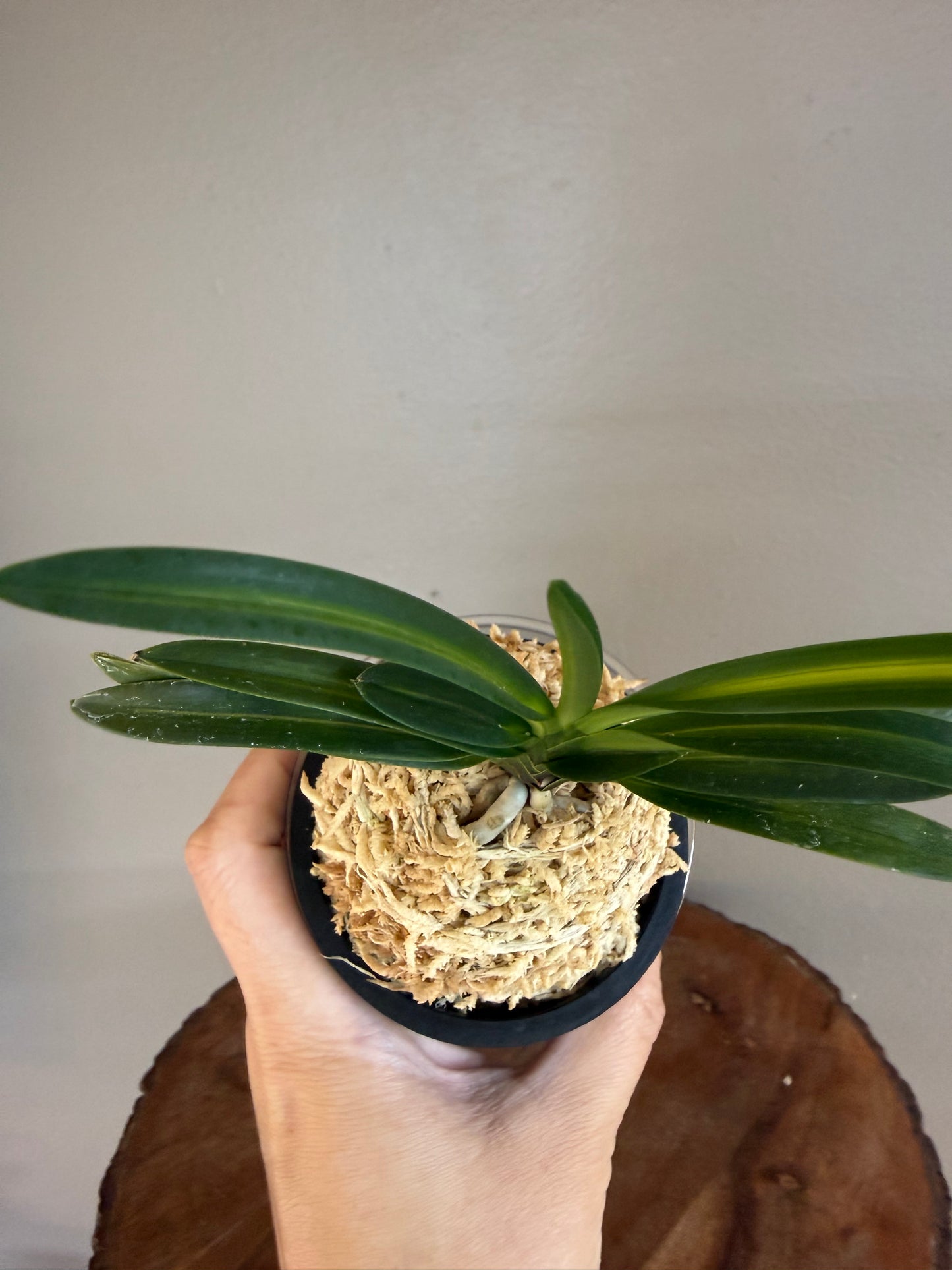 Neofinetia falcata Gosu nakafu 高穗中班