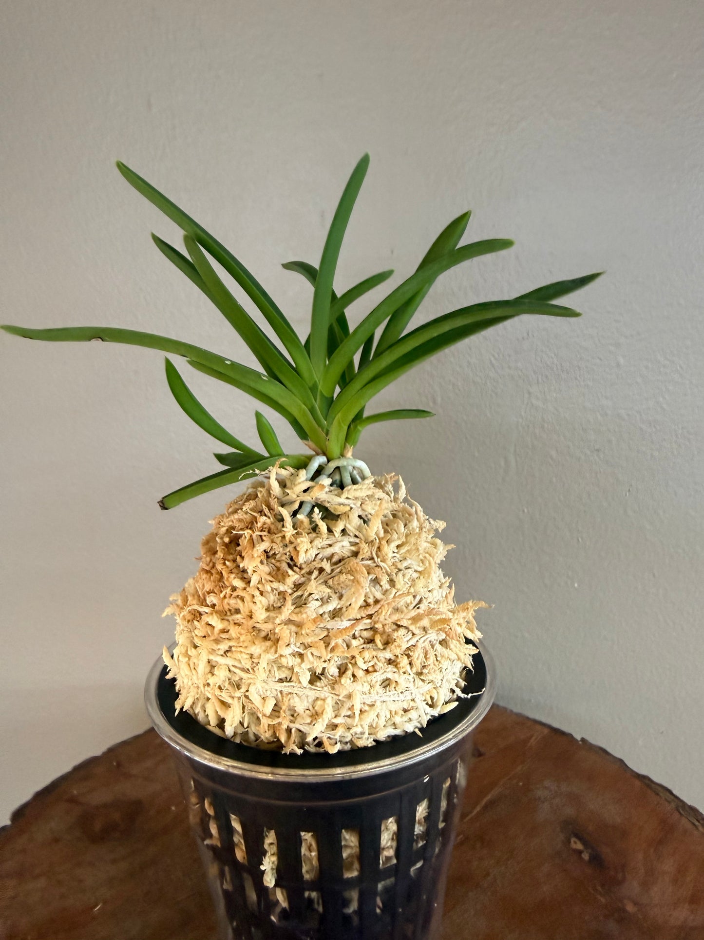 Neofinetia falcata kobai 紅梅