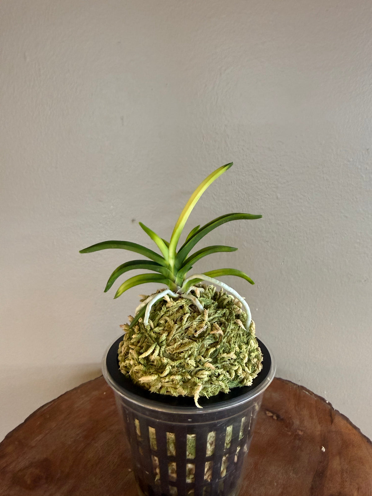 Neofinetia falcata Setsuza 雪山