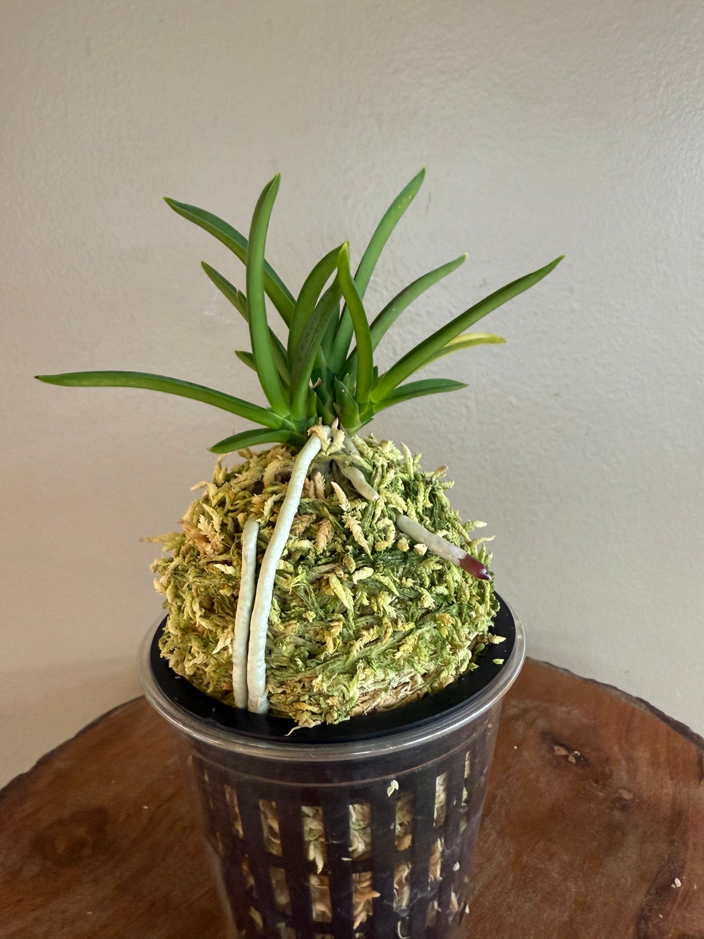 Neofinetia falcata Dohyeon 桃玄
