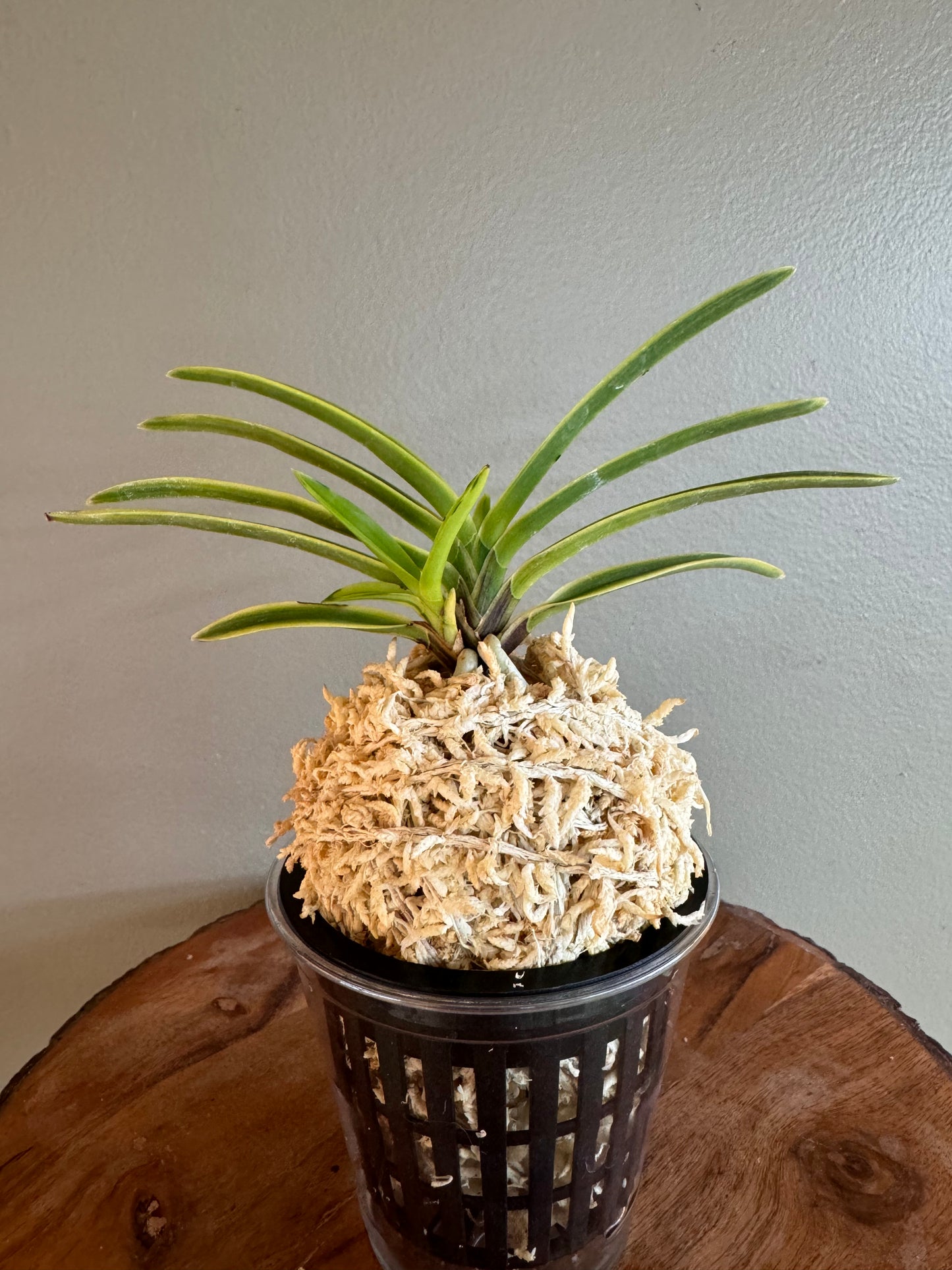 Neofinetia falcata Bankokumaru 万国丸