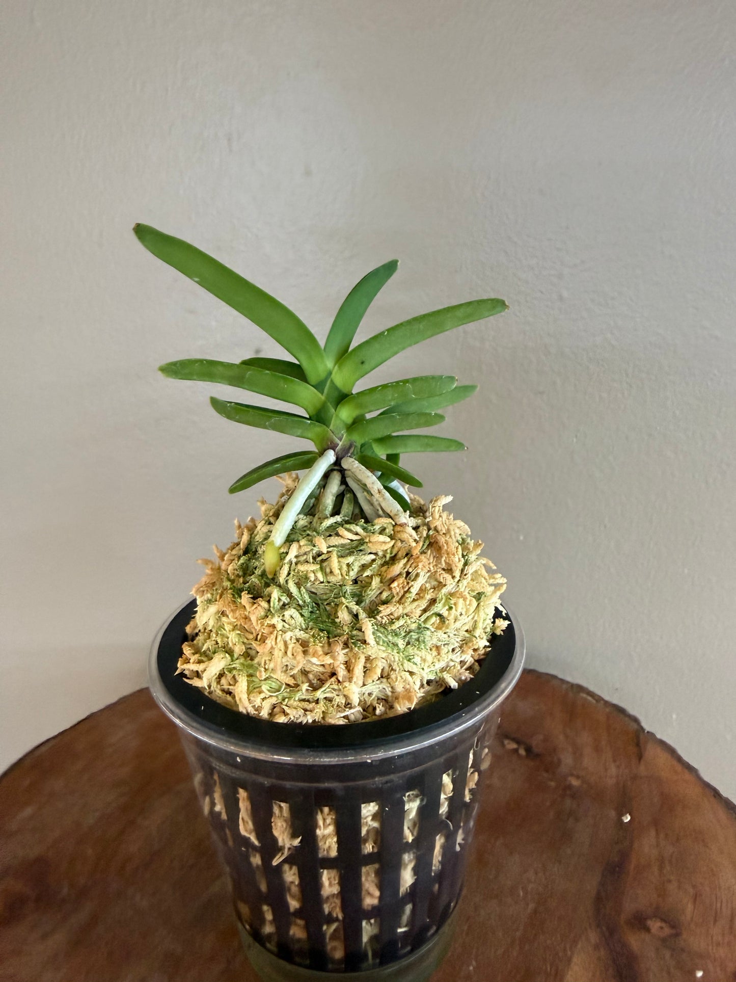 Neofinetia falcata Janggun 將軍
