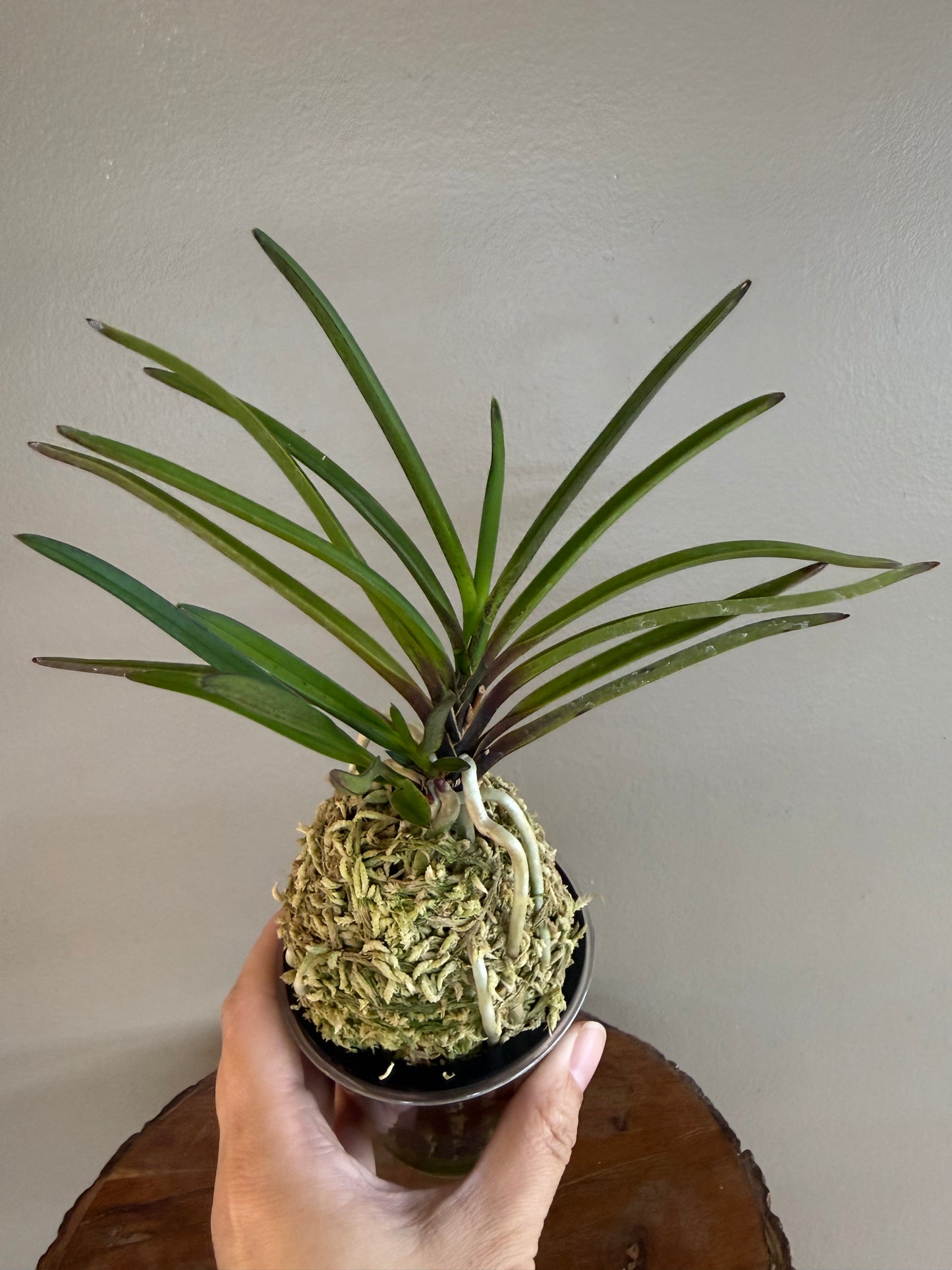 Neofinetia falcata 夕映 Yubae