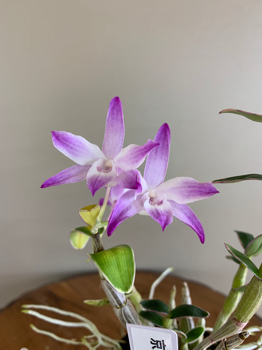 Dendrobium moniliforme Kyyoubeni fukurin 京紅冠