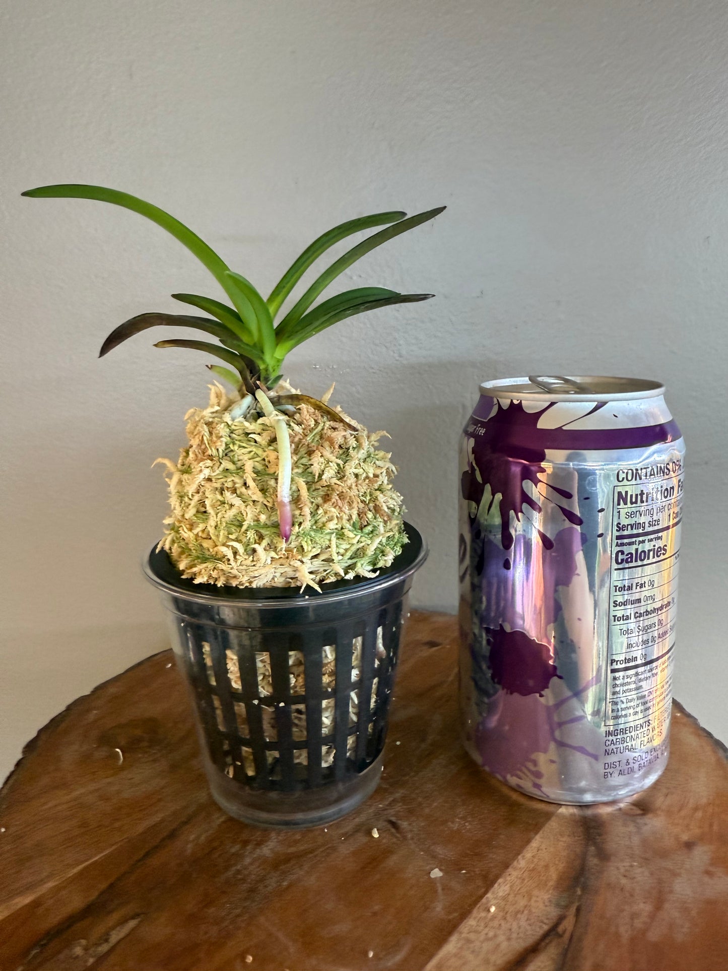 Neofinetia falcata Mikado 帝
