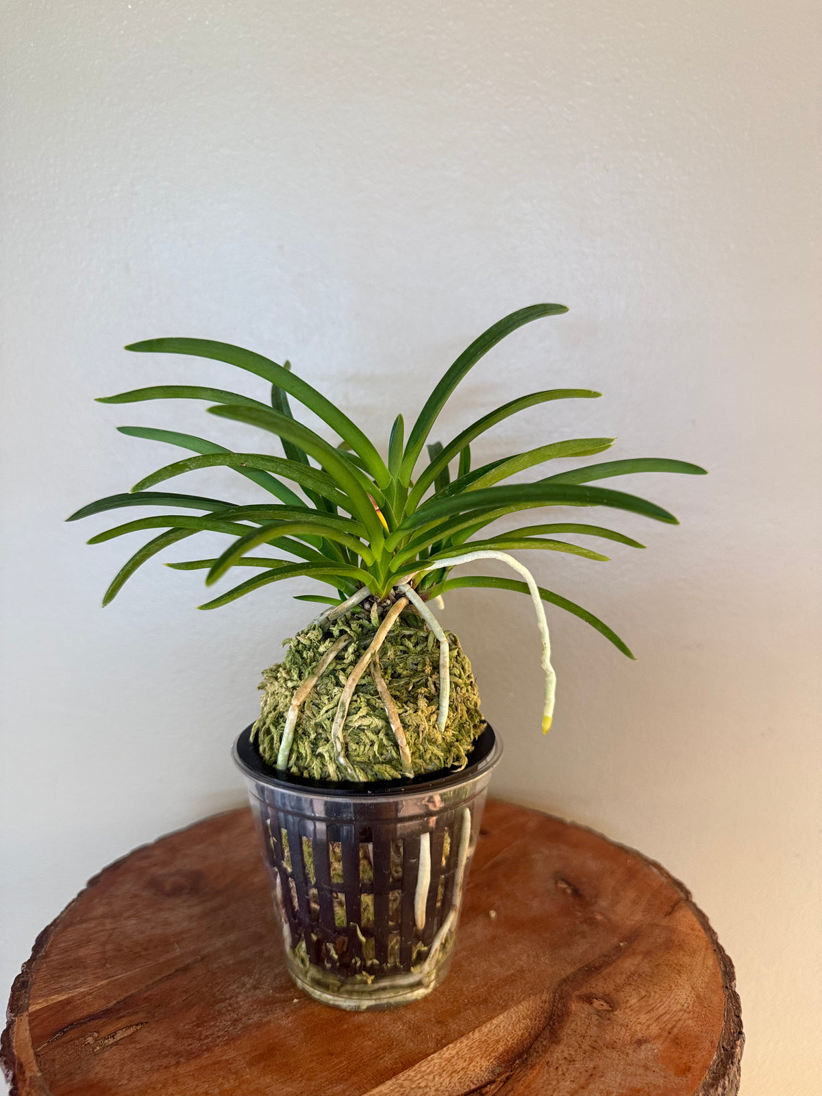 Neofinetia falcata Hongchun 紅春
