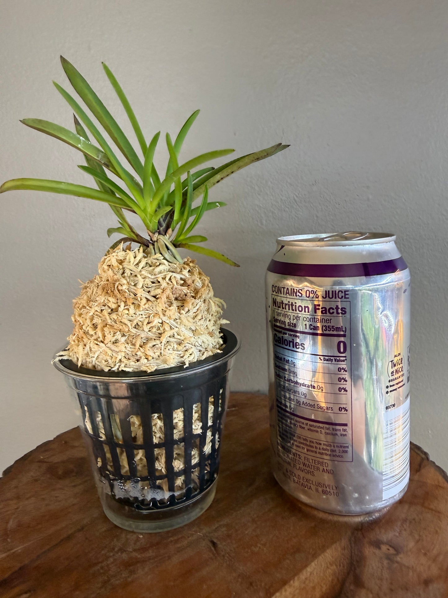 Neofinetia falcata Kibana 黃花