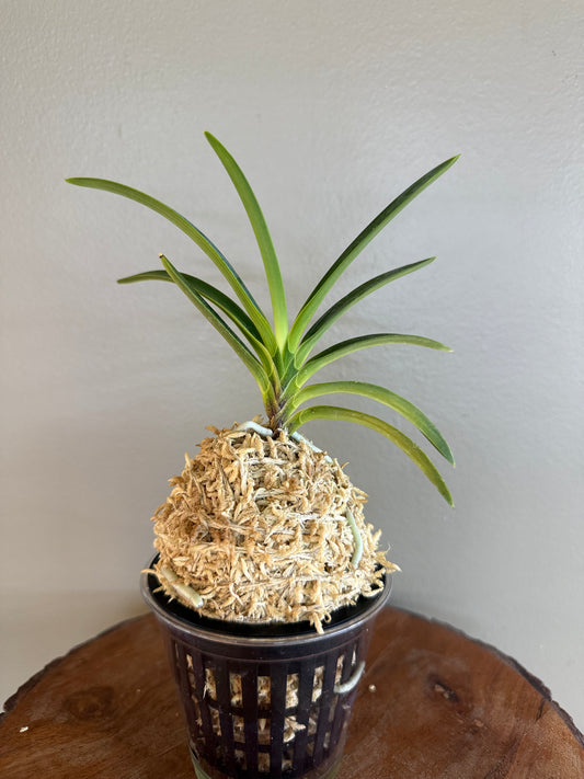 Neofinetia falcata Hakutenko 白天晃