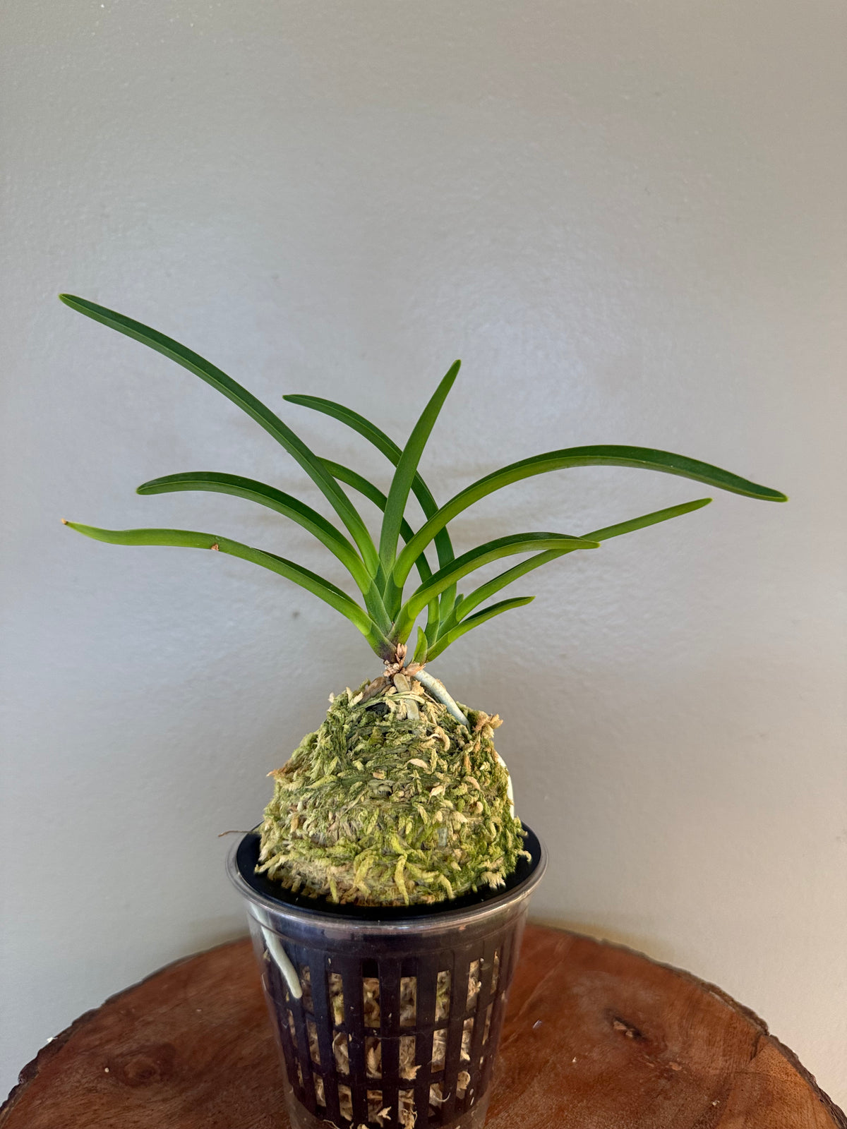 Neofinetia falcata Wonhong 元紅